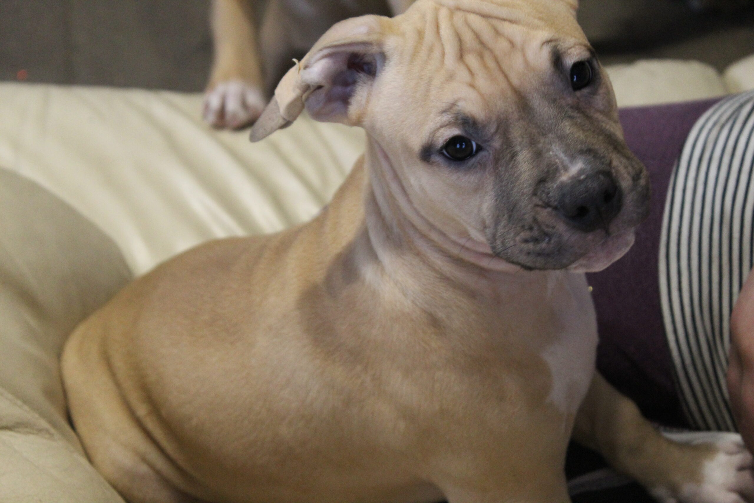 Parduodami Amerikieciu stafordšyro terjerai