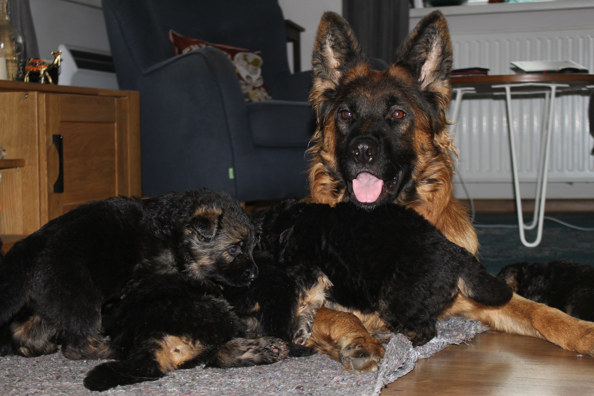 Ilgaplaukiai vokiečių aviganiai Veislynas FCI