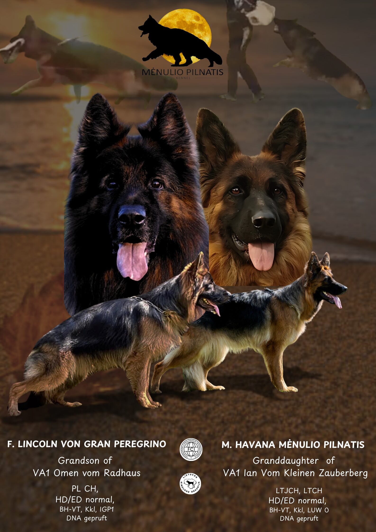 Ilgaplaukiai vokiečių aviganiai Veislynas FCI