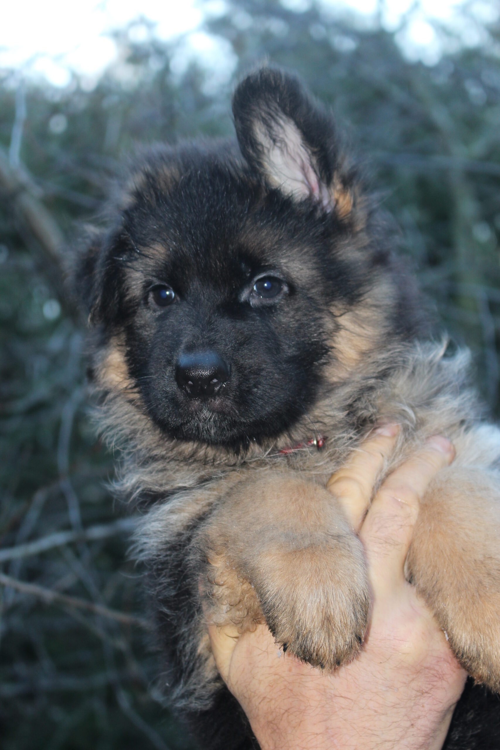Ilgaplaukiai vokiečių aviganiai Veislynas FCI