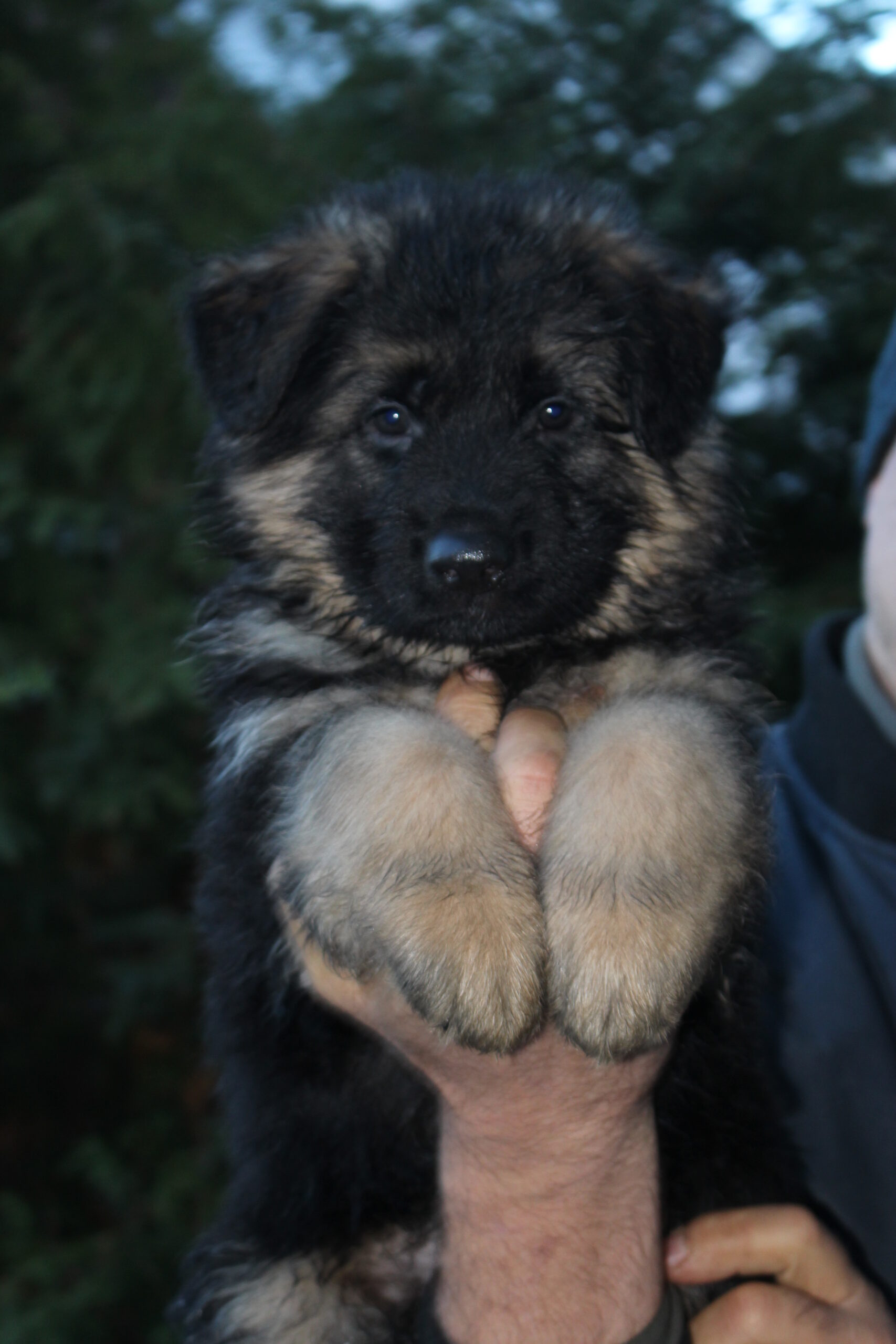 Ilgaplaukiai vokiečių aviganiai Veislynas FCI