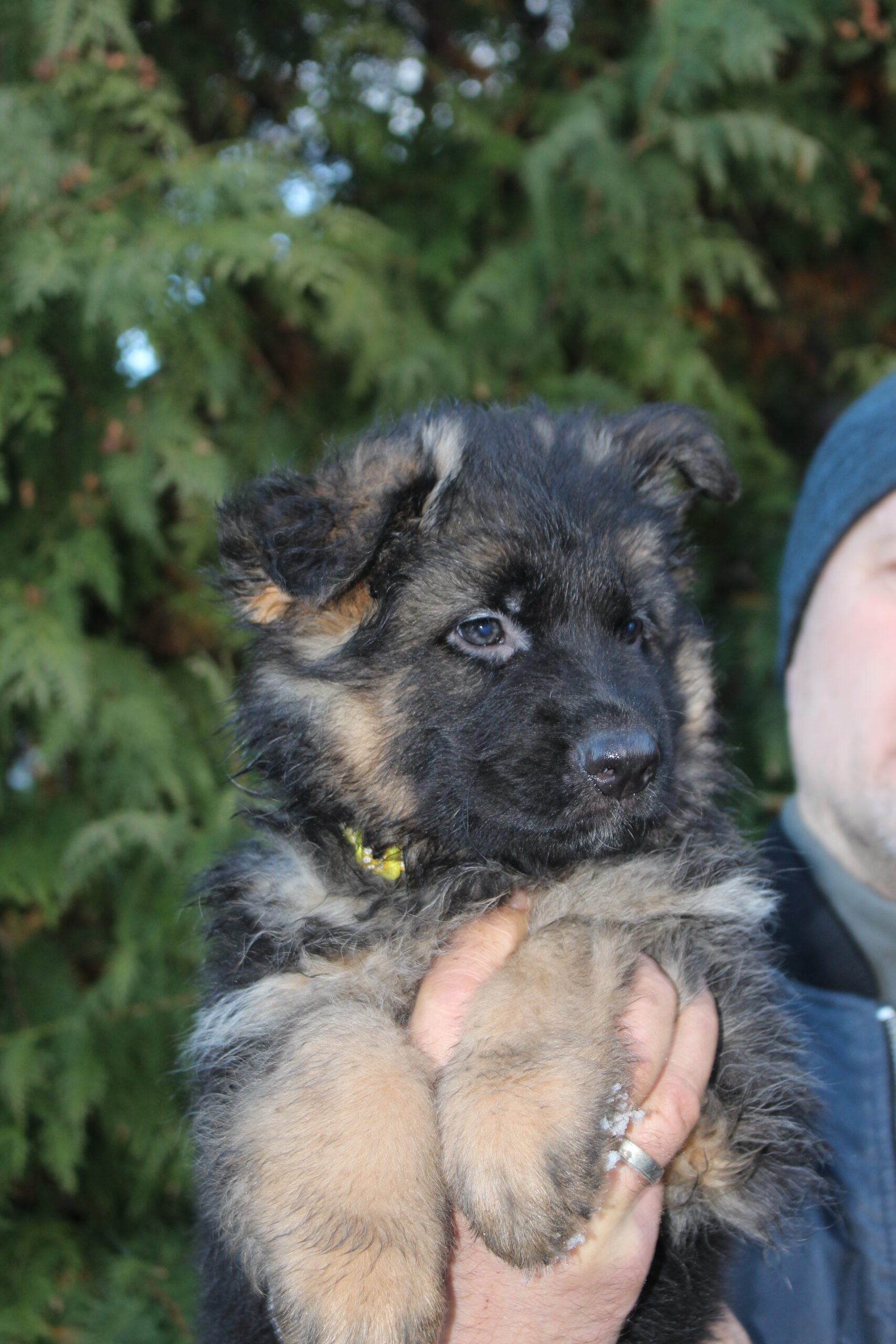 Ilgaplaukiai vokiečių aviganiai Veislynas FCI