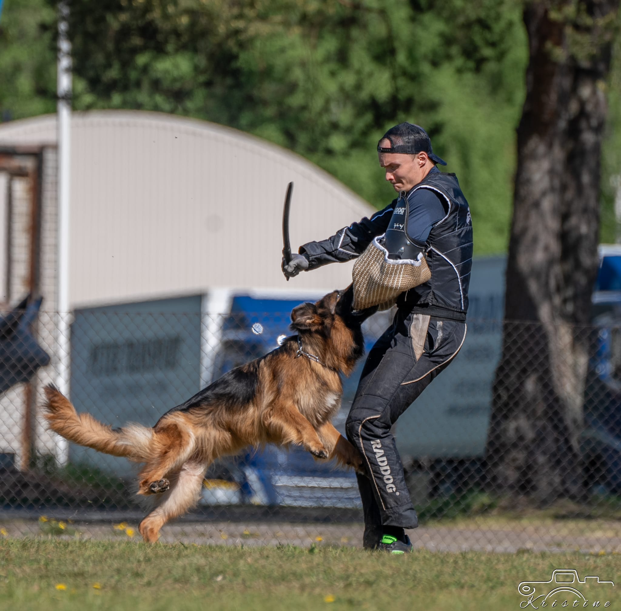 Ilgaplaukiai vokiečių aviganiai Veislynas FCI