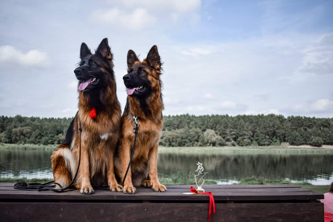 Ilgaplaukiai vokiečių aviganiai Veislynas FCI