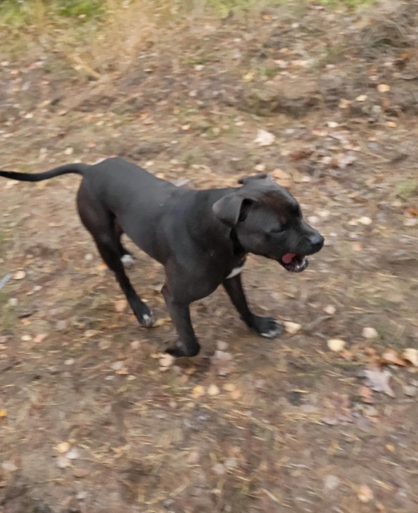 Staforšyro terjeras