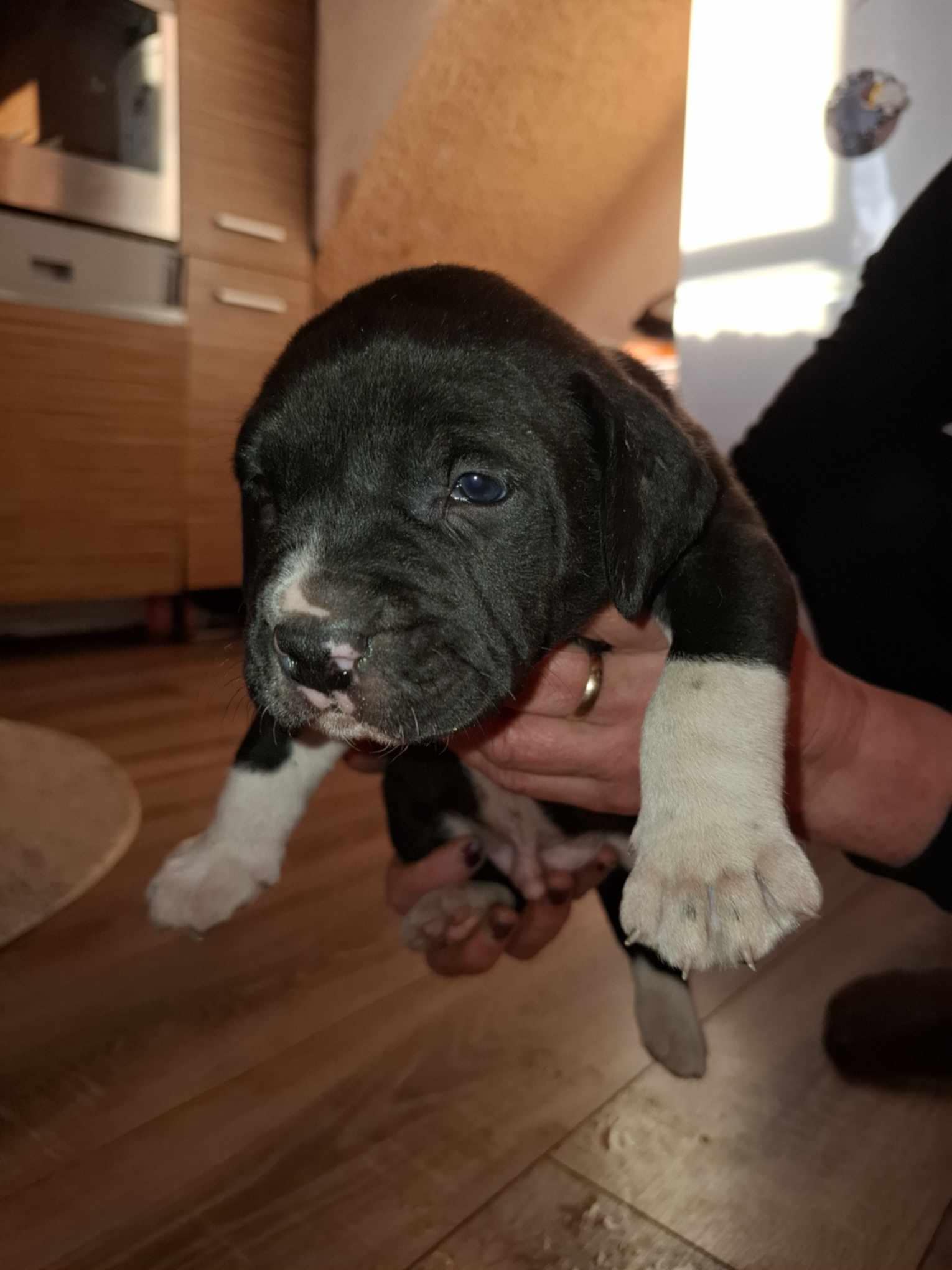 Staforšyro terjeras