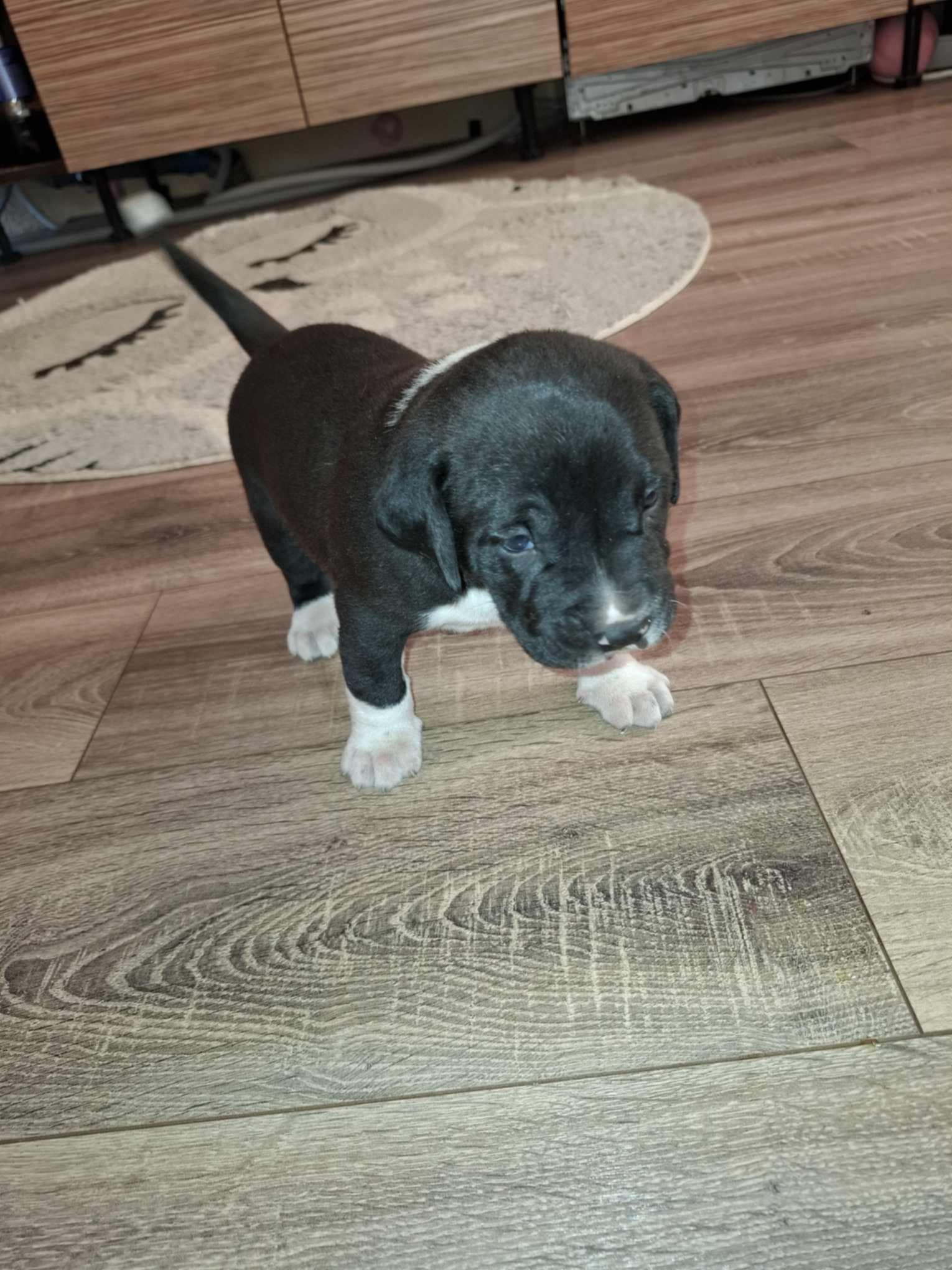 Staforšyro terjeras