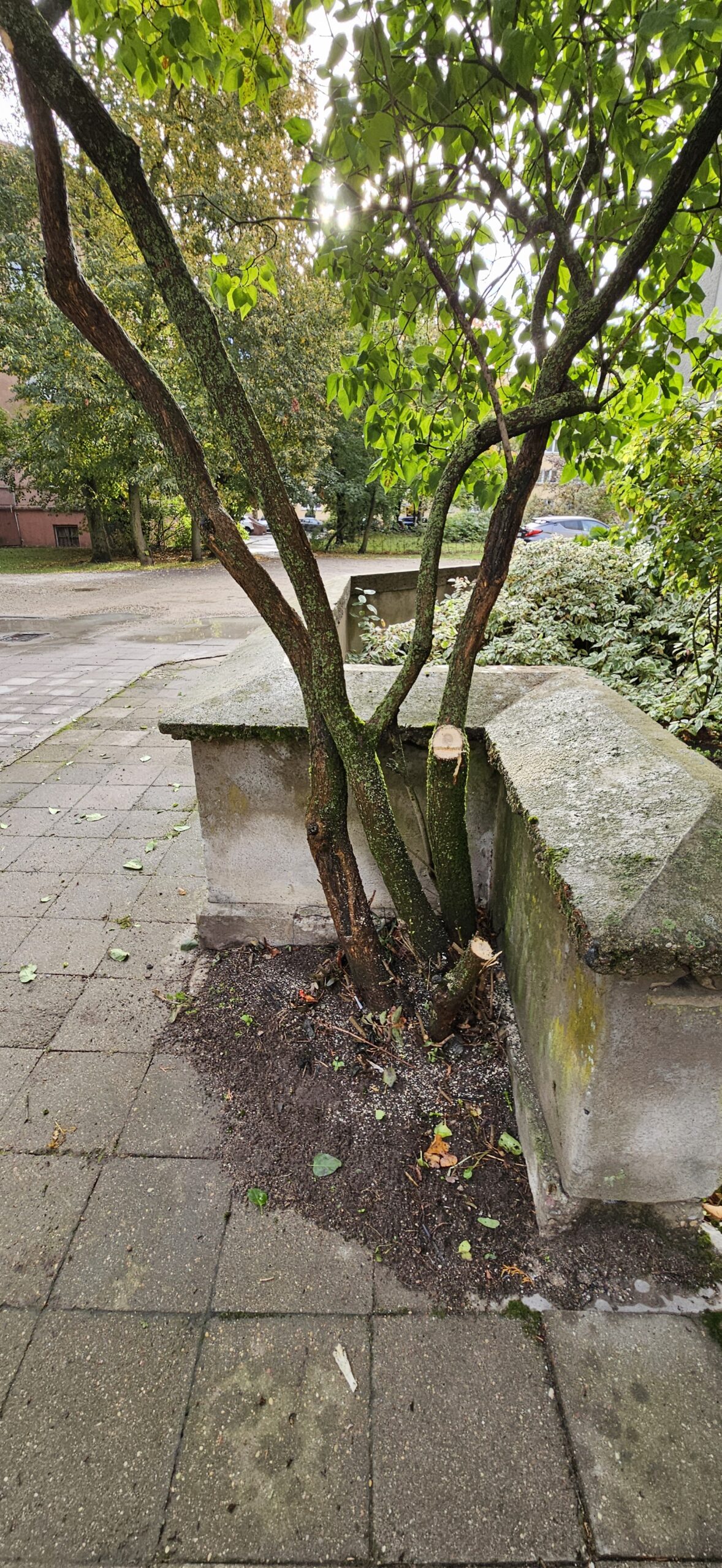 GENĖJIMAS, MEDŽIŲ ŠALINIMAS, GERBŪVIS.