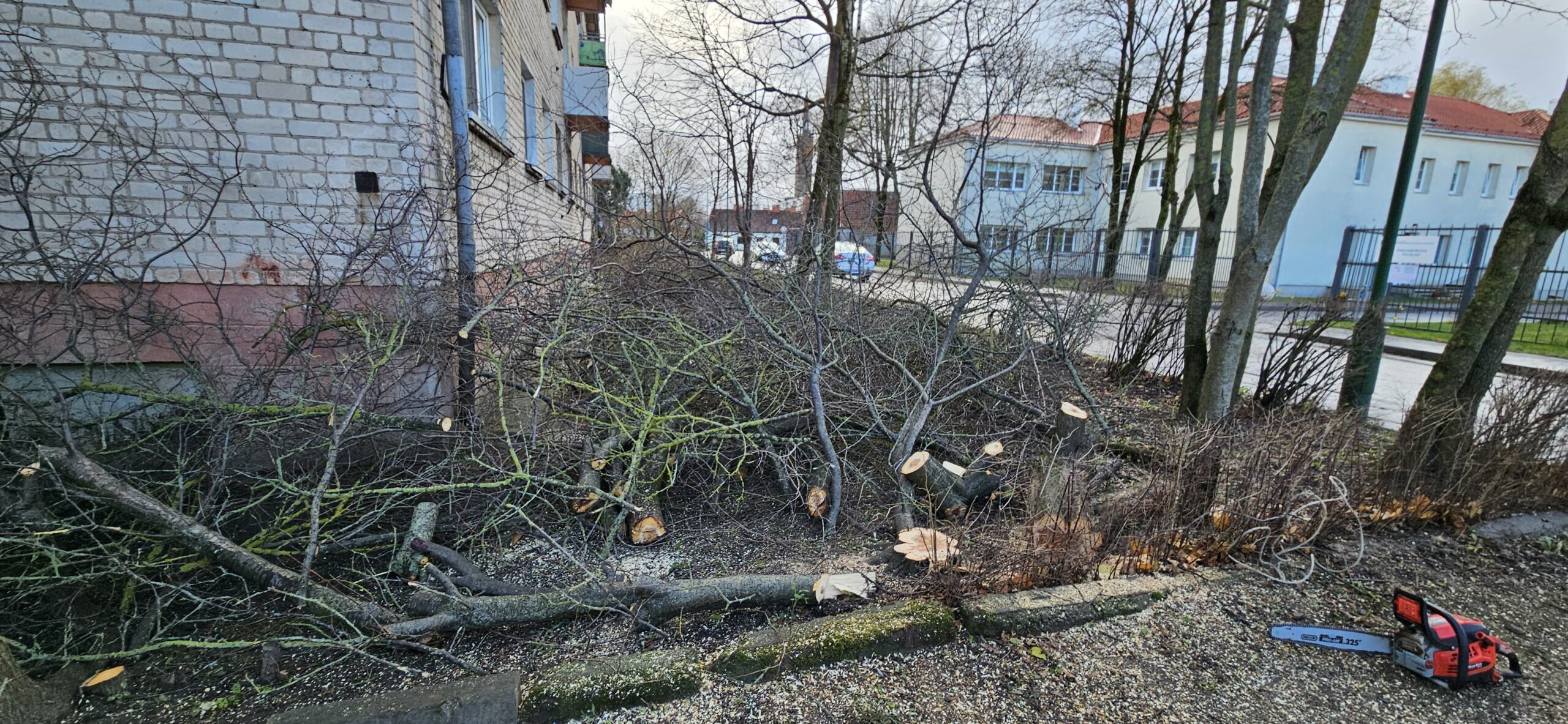 GENĖJIMAS, MEDŽIŲ ŠALINIMAS, GERBŪVIS.