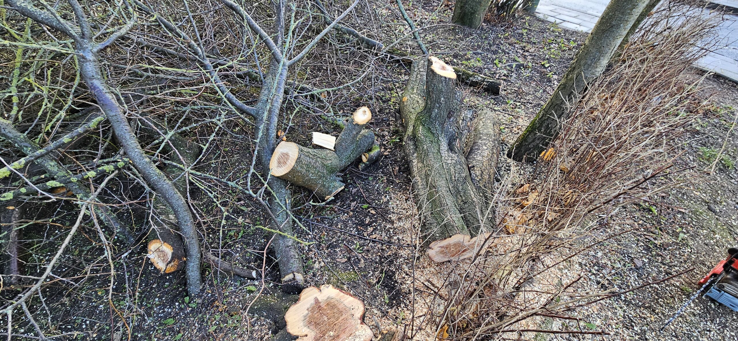 GENĖJIMAS, MEDŽIŲ ŠALINIMAS, GERBŪVIS.