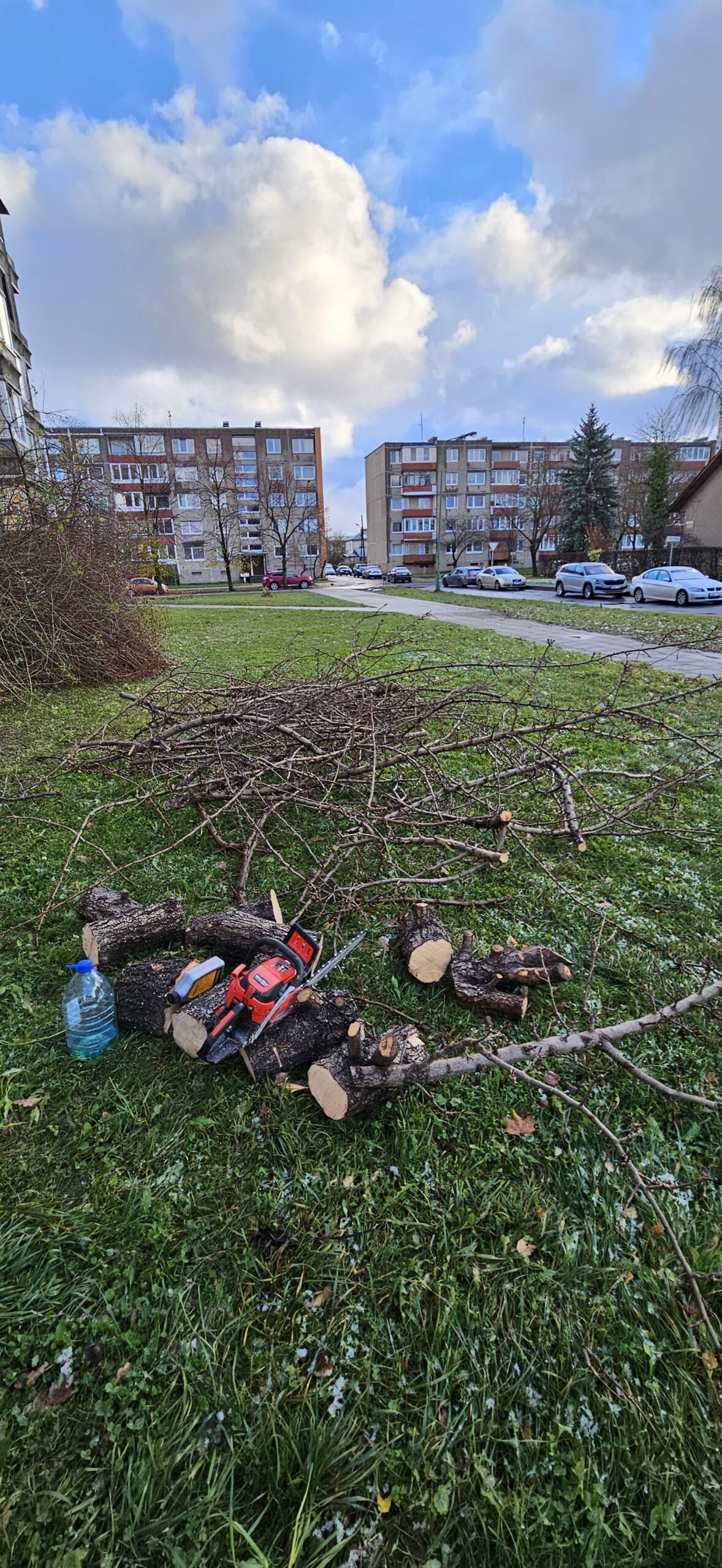 GENĖJIMAS, MEDŽIŲ ŠALINIMAS, GERBŪVIS.