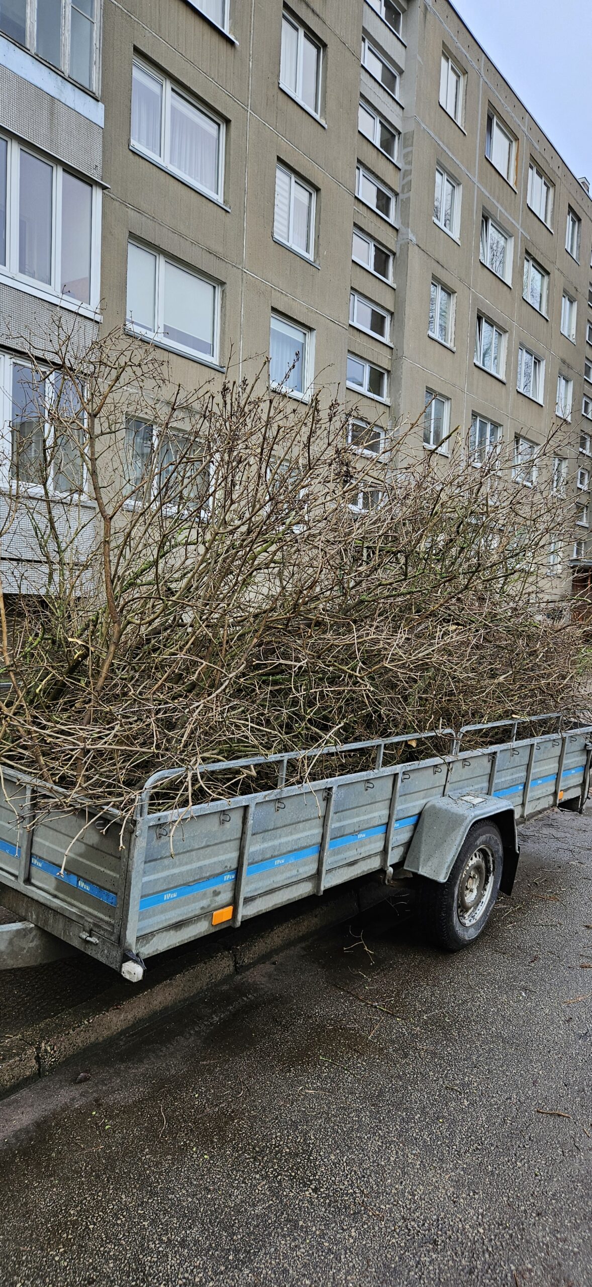 GENĖJIMAS, MEDŽIŲ ŠALINIMAS, GERBŪVIS.