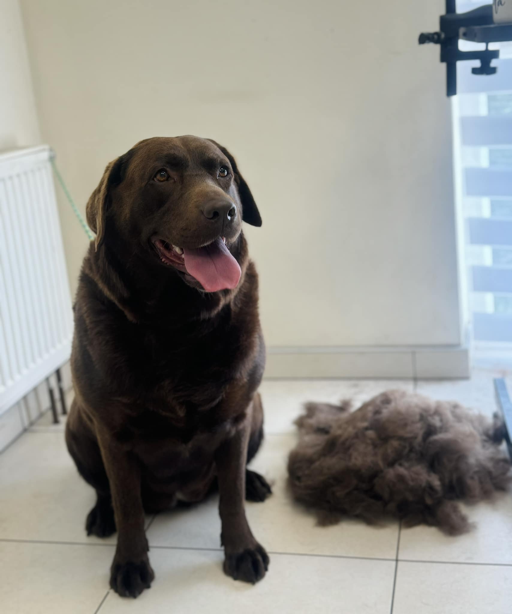 Šuniukų kirpimas, maudymas, nagų kirpimas, nukailinimas