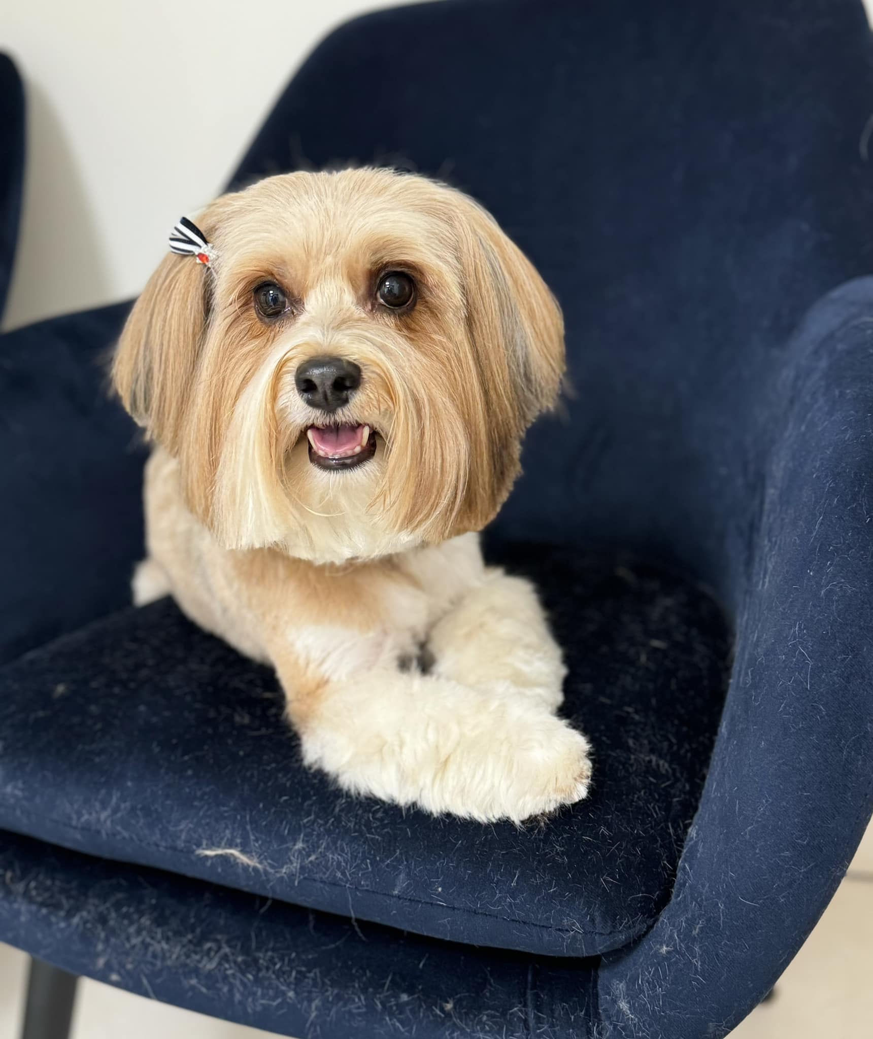 Šuniukų kirpimas, maudymas, nagų kirpimas, nukailinimas