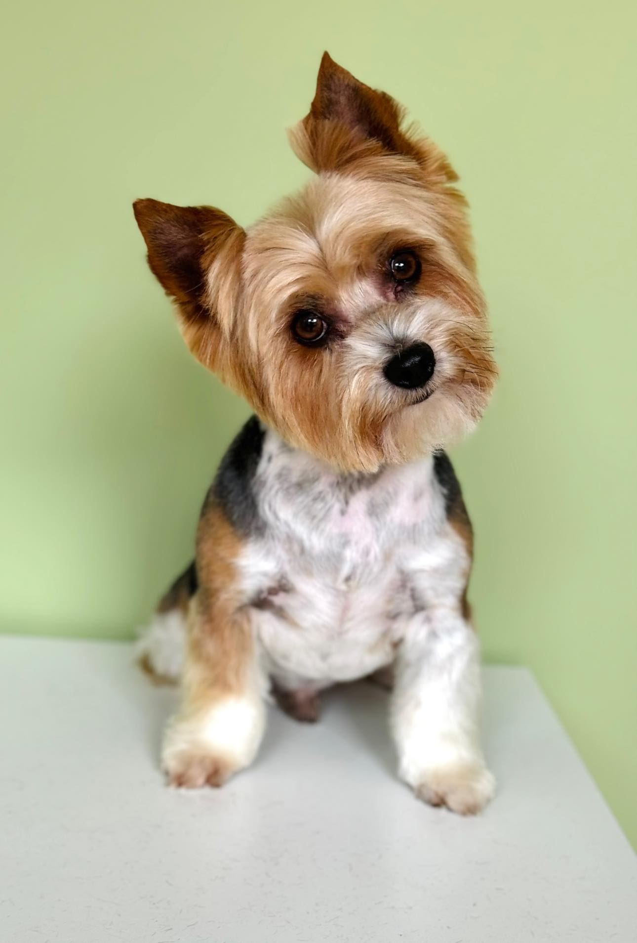 Šuniukų kirpimas, maudymas, nagų kirpimas, nukailinimas