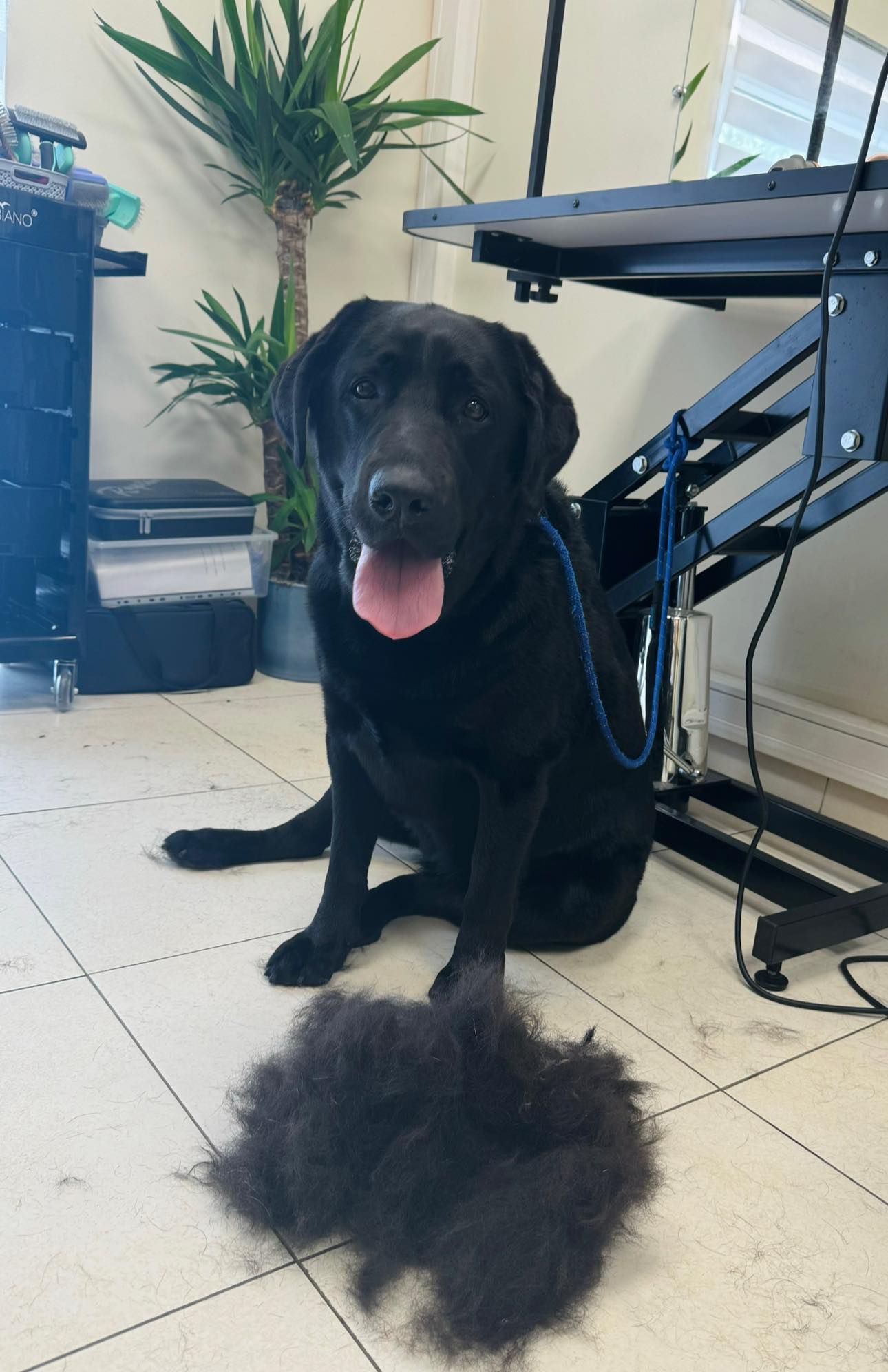 Šuniukų kirpimas, maudymas, nagų kirpimas, nukailinimas