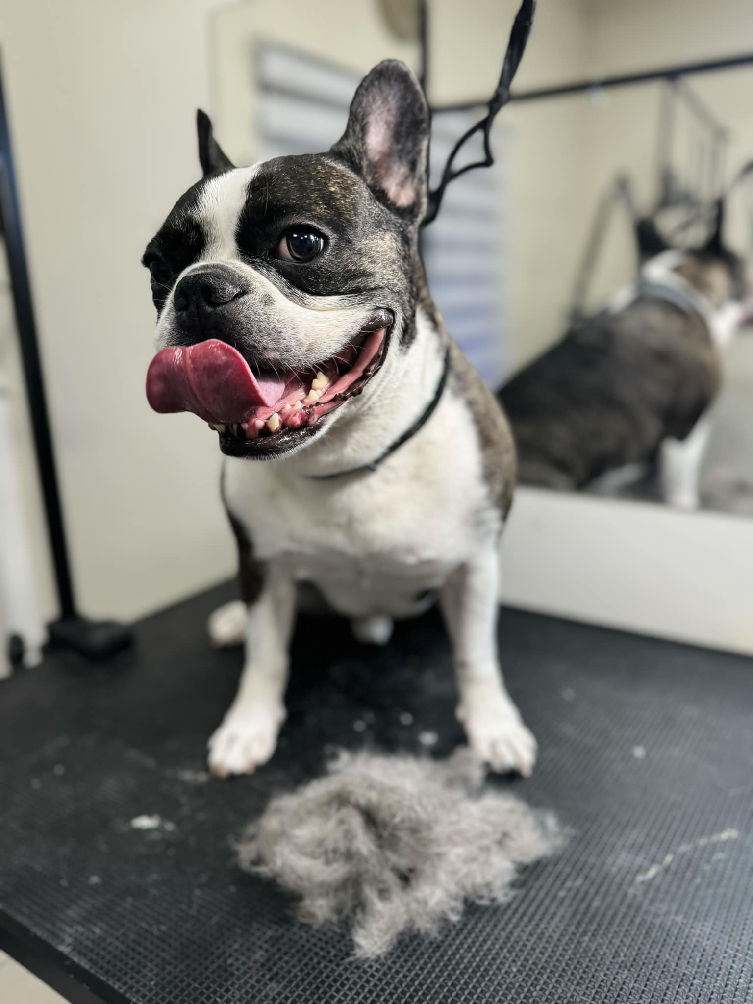 Šuniukų kirpimas, maudymas, nagų kirpimas, nukailinimas