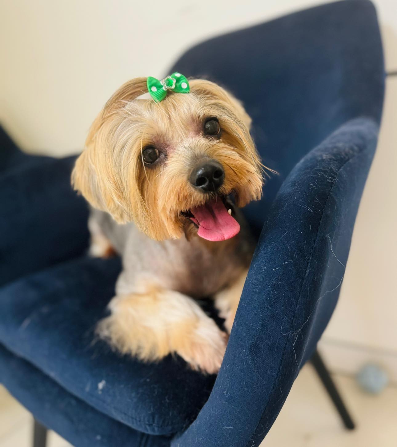 Šuniukų kirpimas, maudymas, nagų kirpimas, nukailinimas