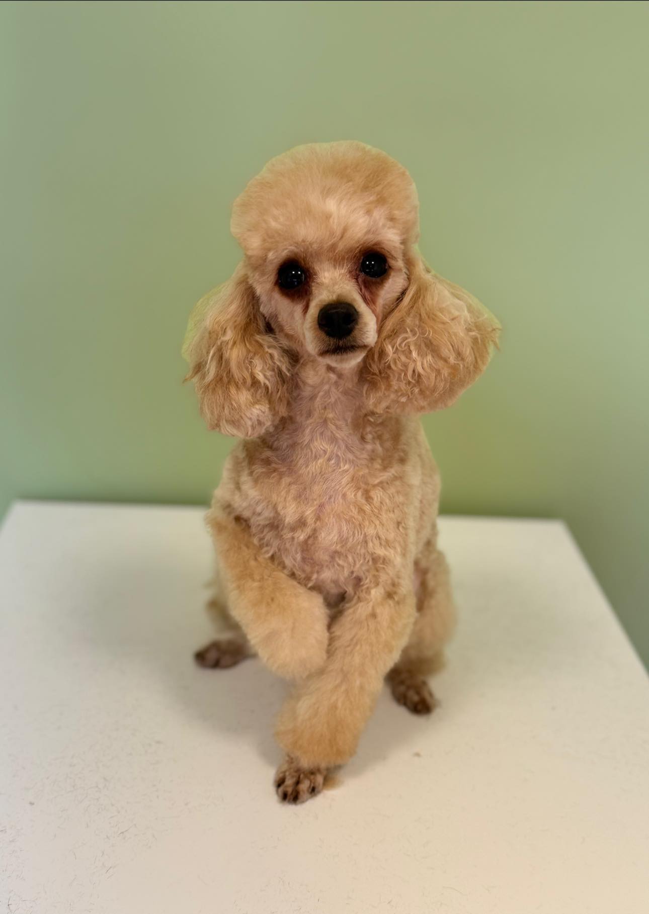 Šuniukų kirpimas, maudymas, nagų kirpimas, nukailinimas