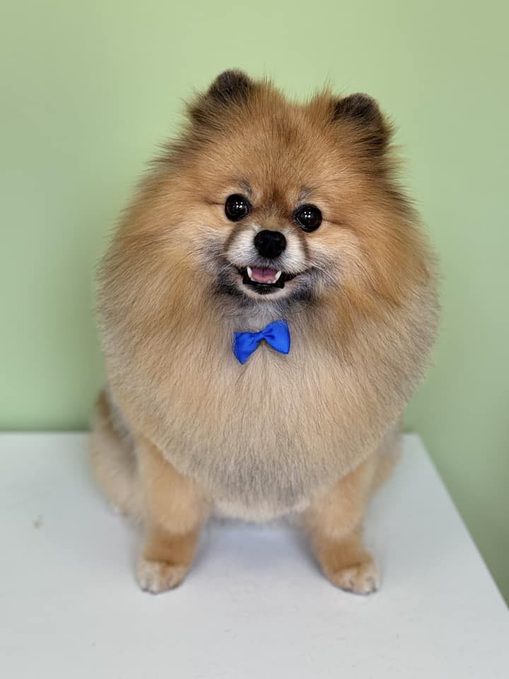 Šuniukų kirpimas, maudymas, nagų kirpimas, nukailinimas