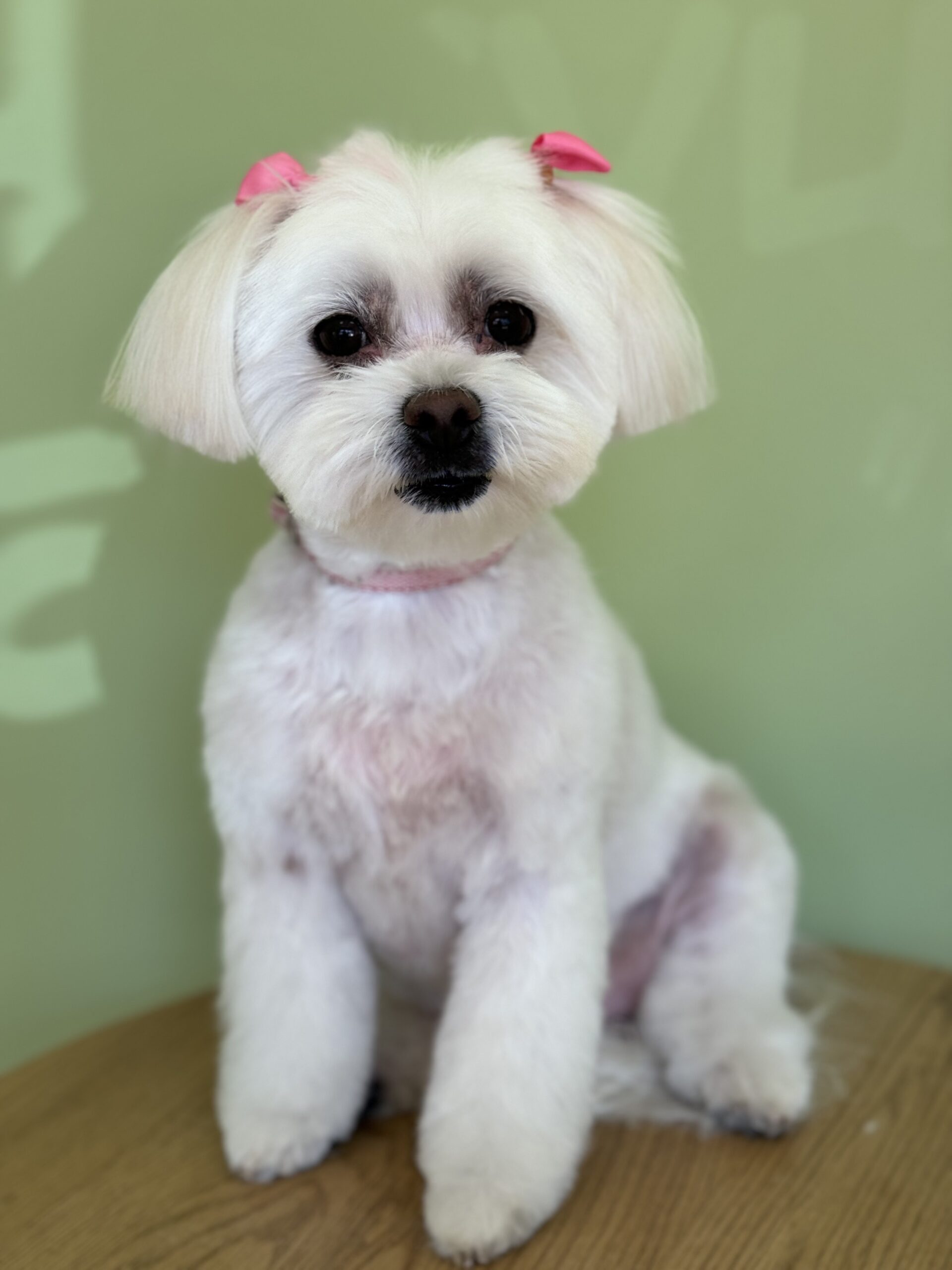 Šuniukų kirpimas, maudymas, nagų kirpimas, nukailinimas