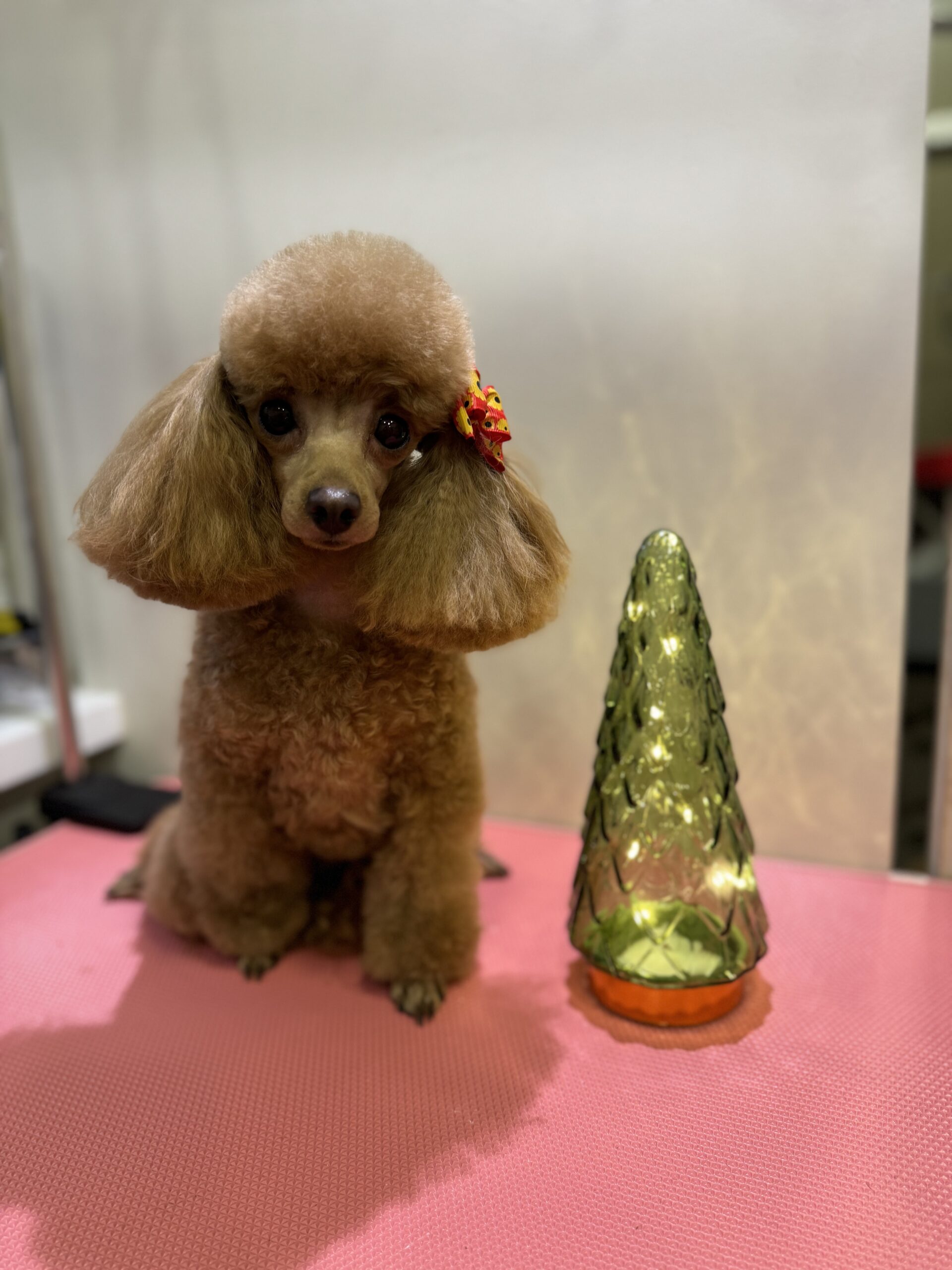 Šuniukų kirpimas, maudymas, nagų kirpimas, nukailinimas