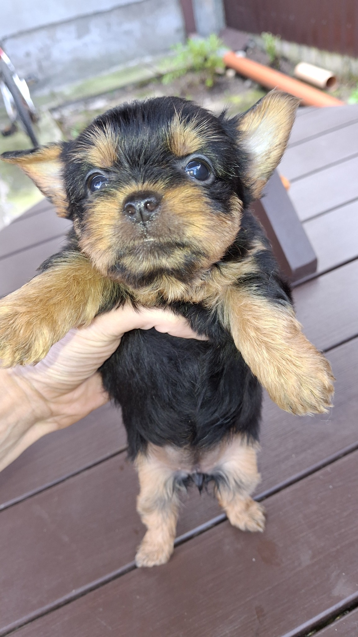 Чистокровные щенки Йоркширского Терьера