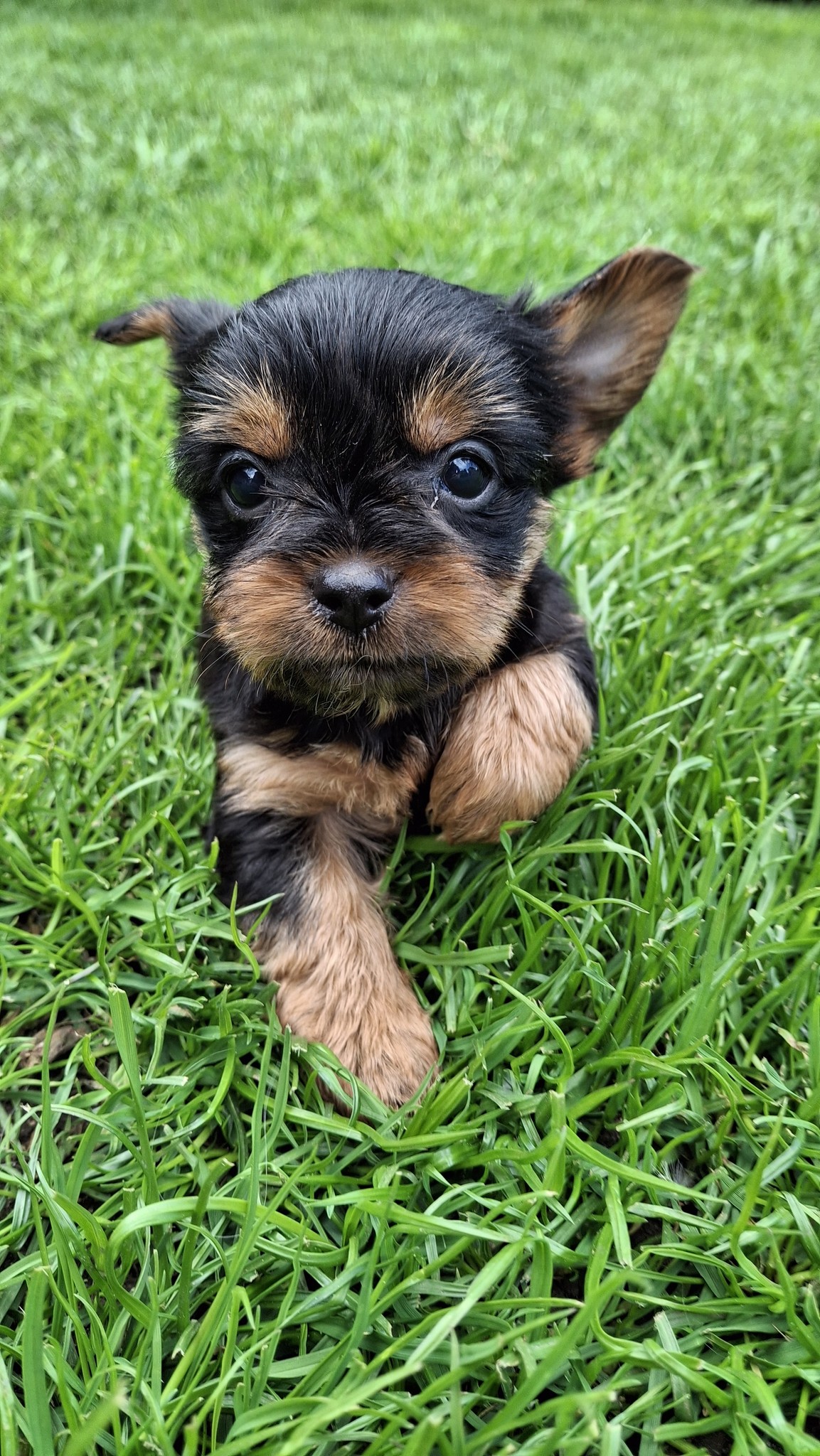 Чистокровные щенки Йоркширского Терьера