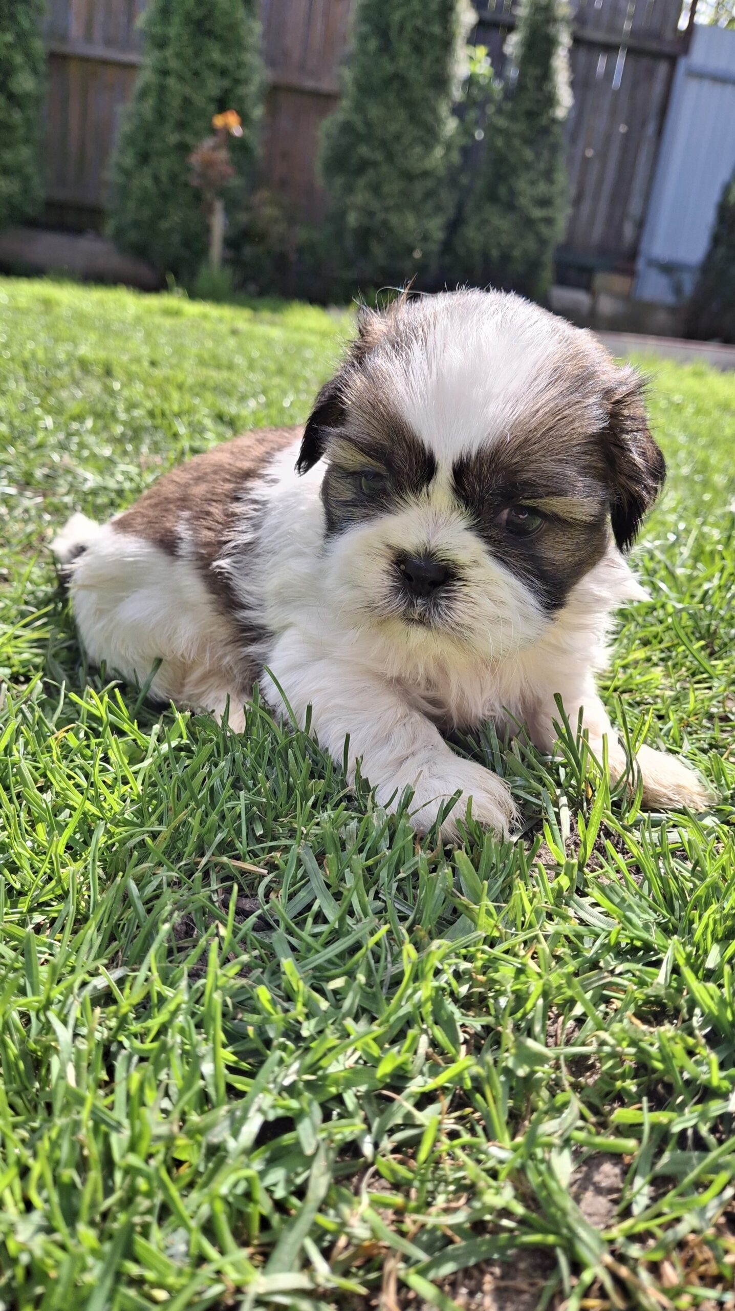 Чистокровные Щенки Ши-Тцу