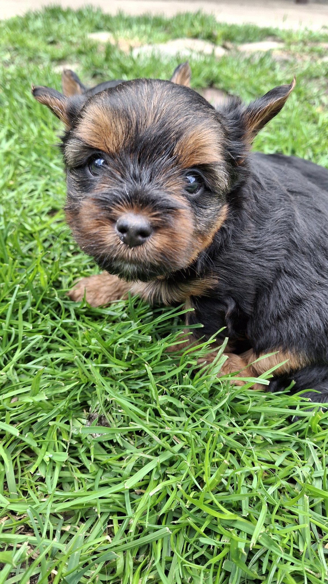 Чистокровные щенки Йоркширского Терьера