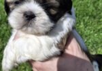 Чистокровные Щенки Ши-Тцу