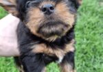 Чистокровные щенки Йоркширского Терьера