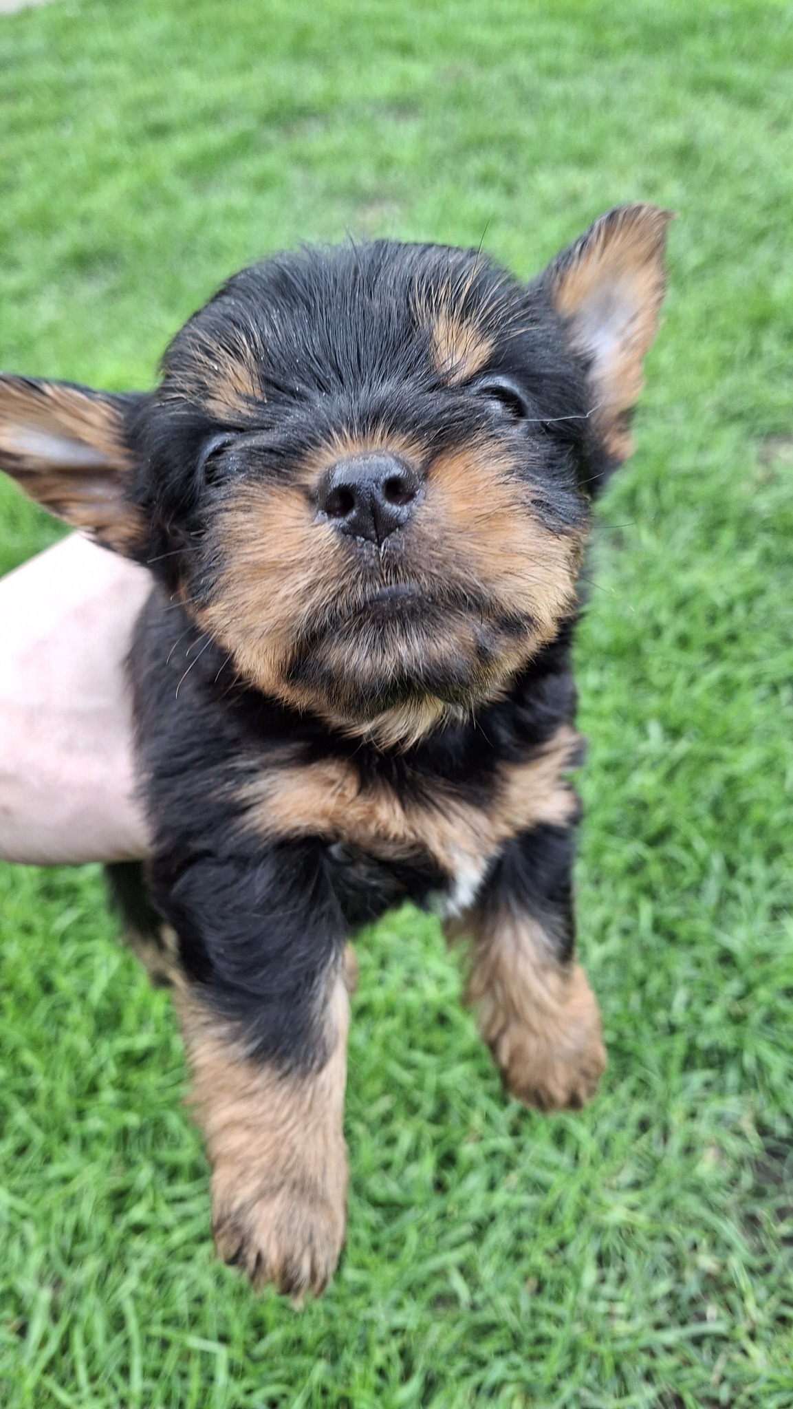 Чистокровные щенки Йоркширского Терьера