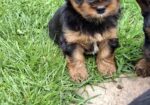 Чистокровные щенки Йоркширского Терьера