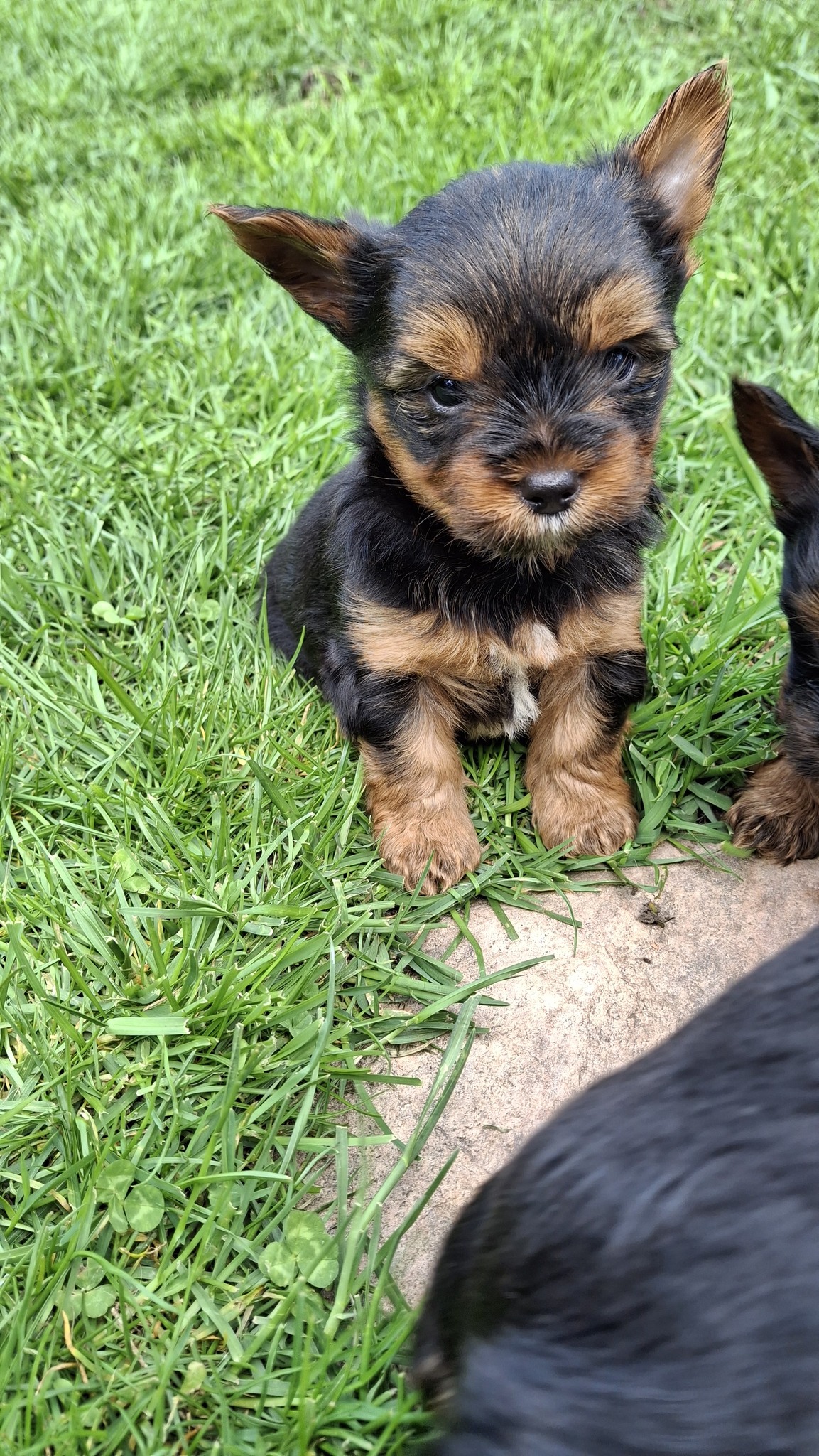 Чистокровные щенки Йоркширского Терьера