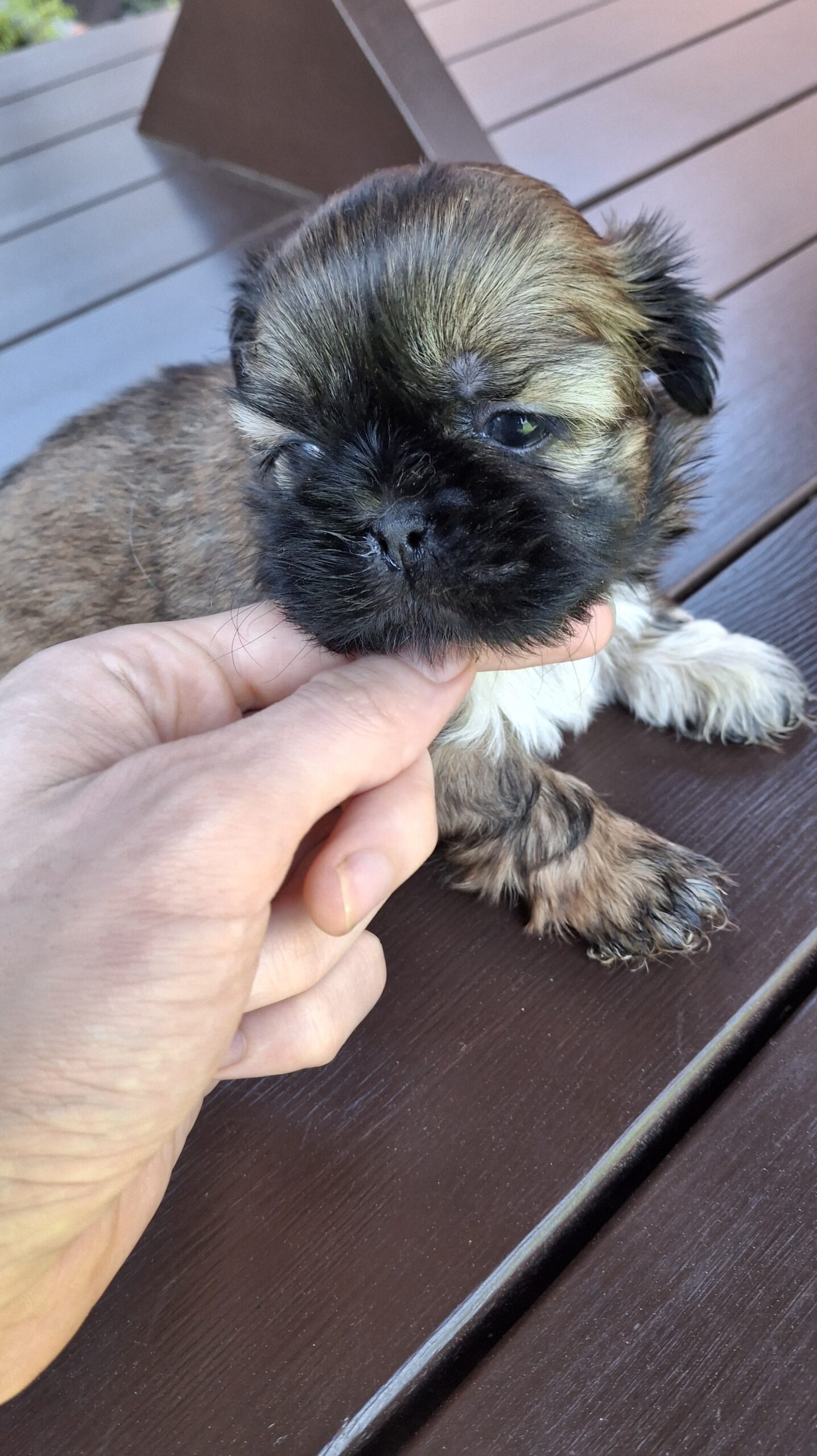 Чистокровные Щенки Ши-Тцу