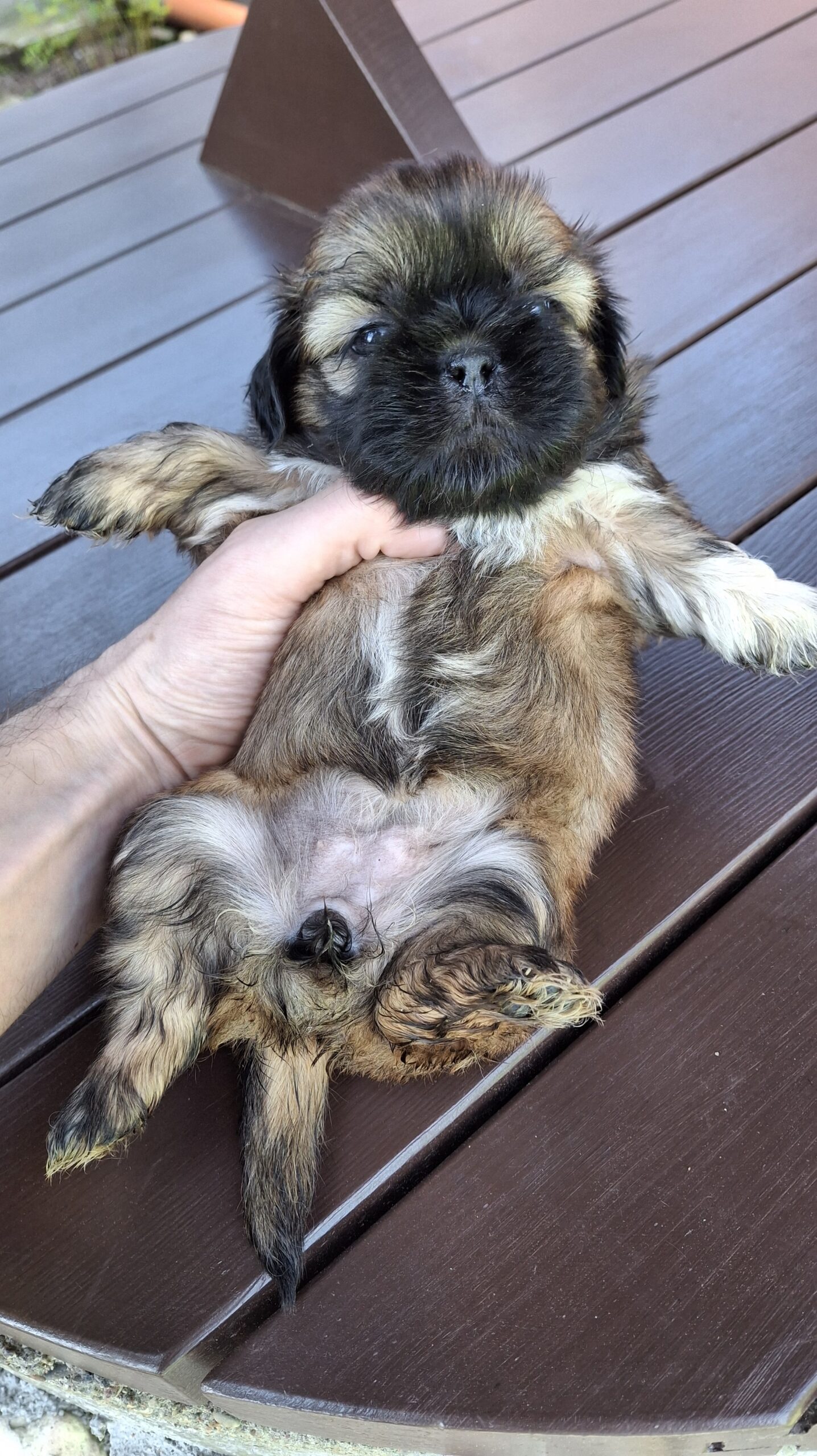 Чистокровные Щенки Ши-Тцу