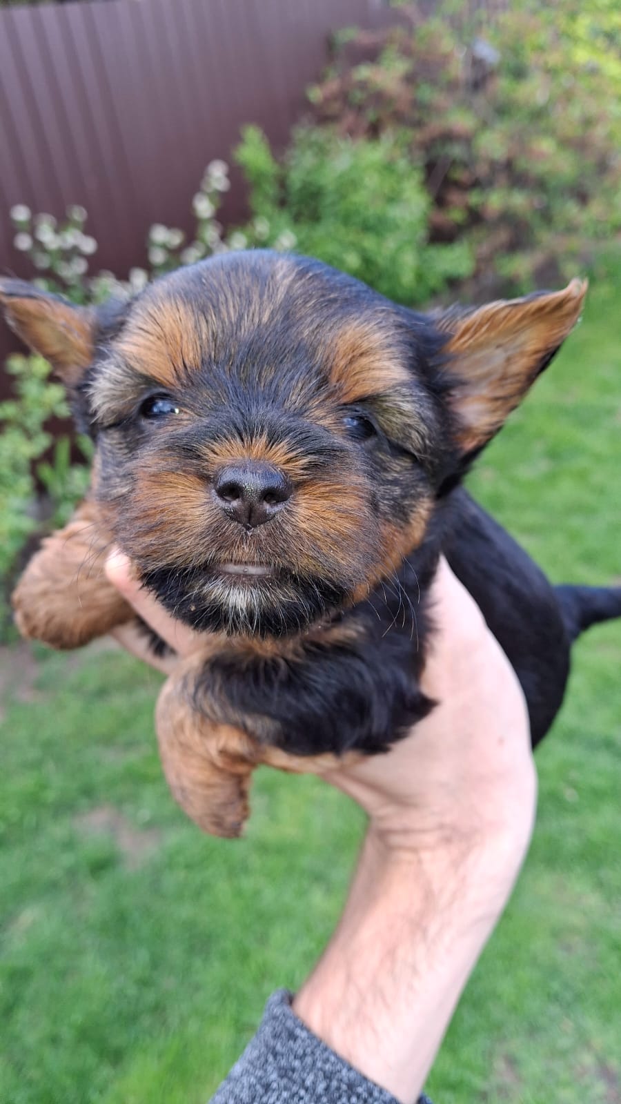 Чистокровные щенки Йоркширского Терьера