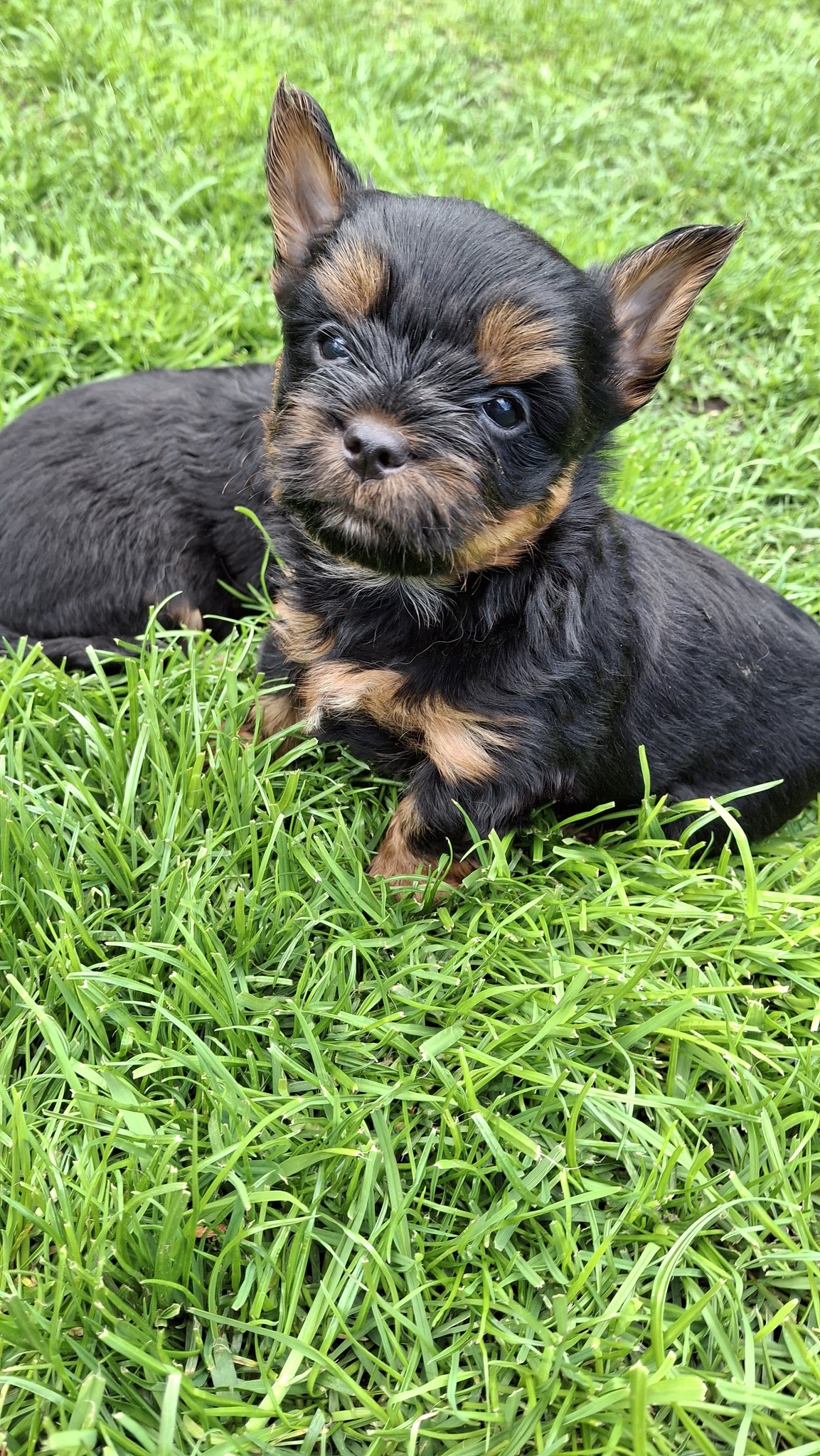 Чистокровные щенки Йоркширского Терьера