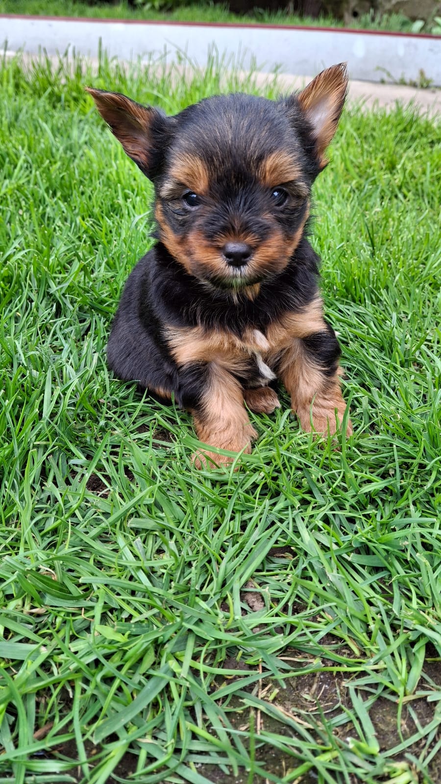 Чистокровные щенки Йоркширского Терьера