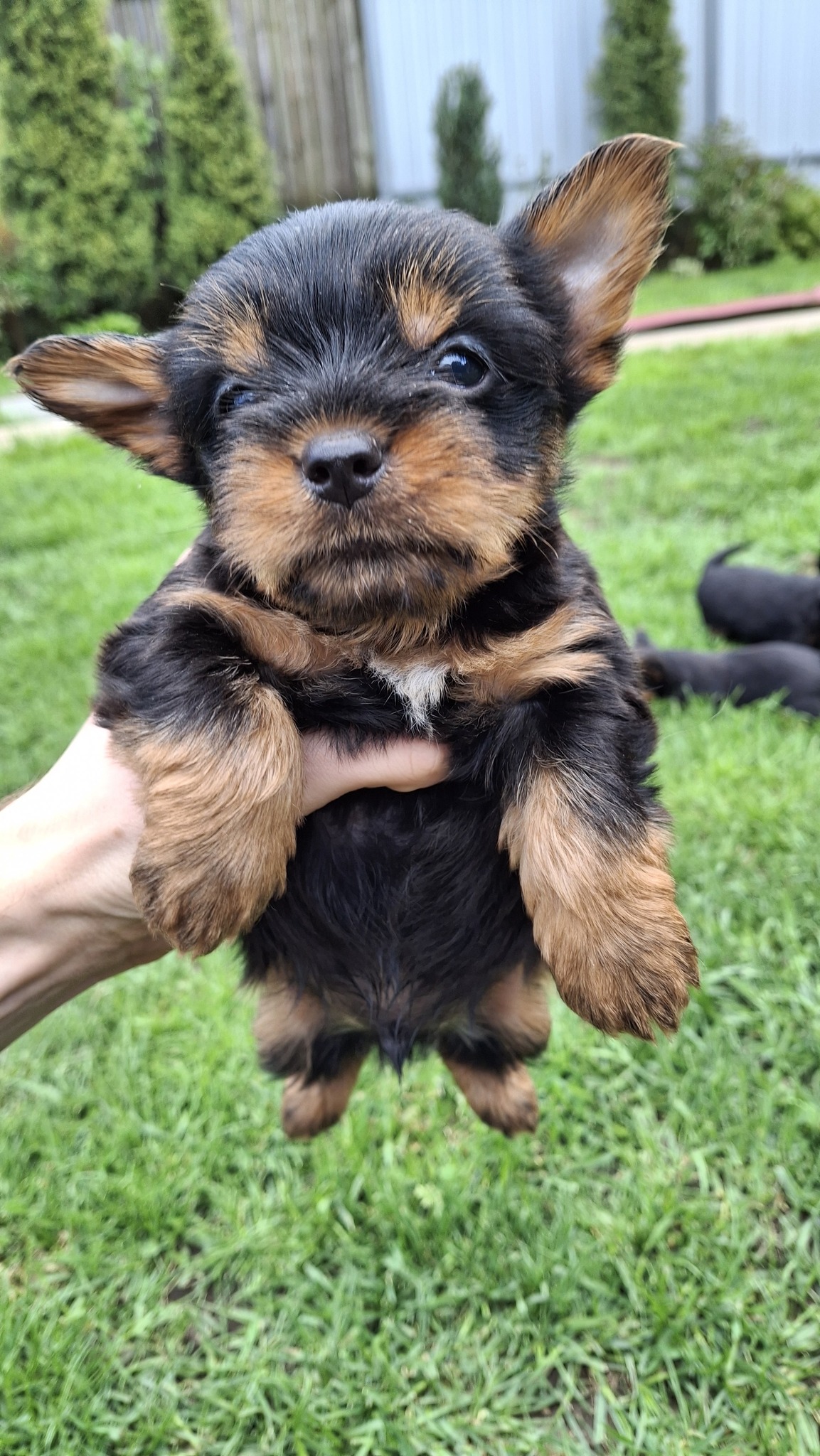 Чистокровные щенки Йоркширского Терьера