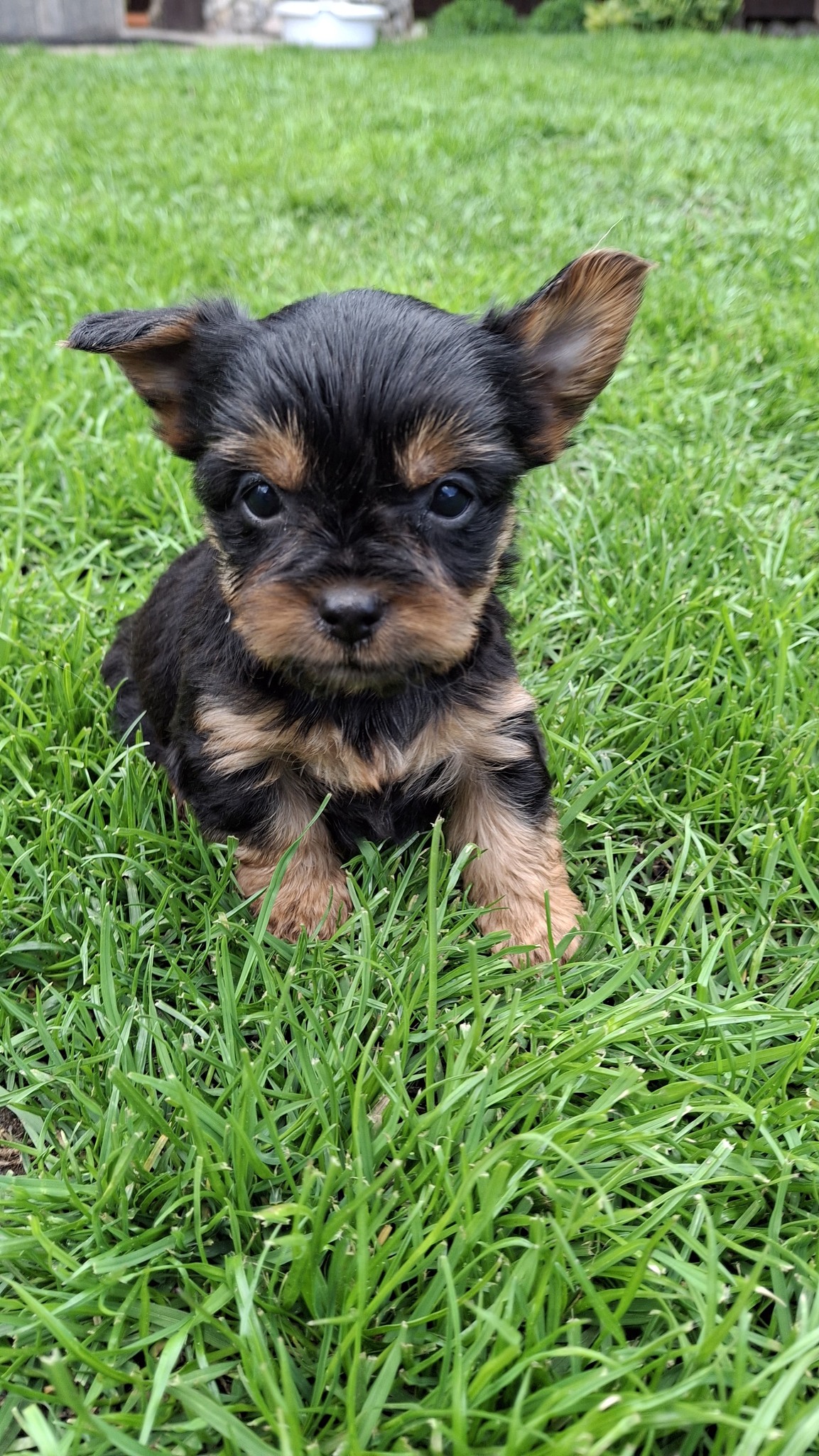 Чистокровные щенки Йоркширского Терьера