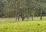Parduodamas 0,3940 ha sklypas su giluminiais vandens gręžiniais – unikali galimybė verslui, investicijai ar gamybai Alytaus r. sav., Nemunaičio sen., Užupių k., Miškininkų g. 1D