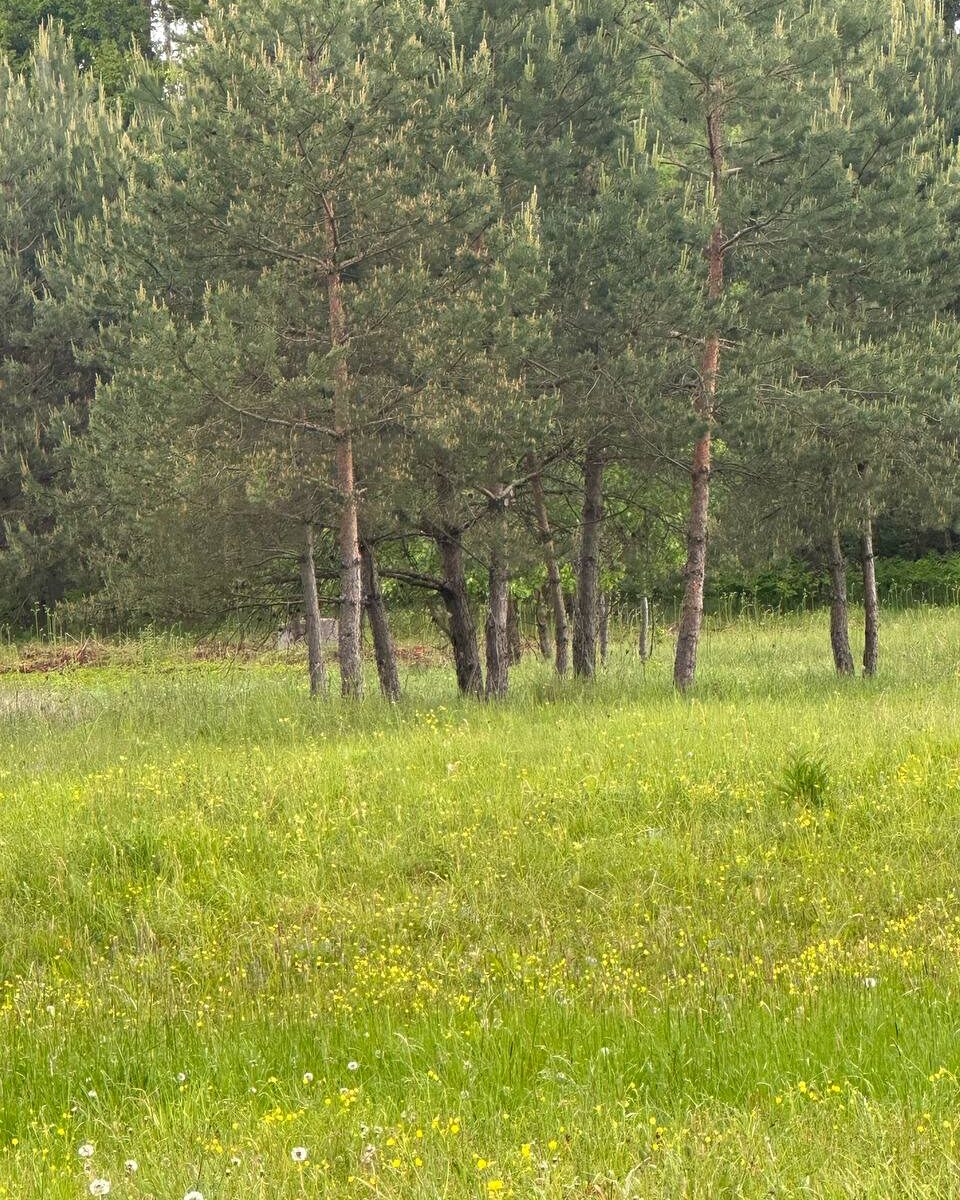 Parduodamas 0,3940 ha sklypas su giluminiais vandens gręžiniais – unikali galimybė verslui, investicijai ar gamybai Alytaus r. sav., Nemunaičio sen., Užupių k., Miškininkų g. 1D