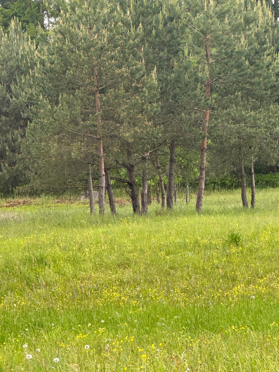 Parduodamas 0,3940 ha sklypas su giluminiais vandens gręžiniais – unikali galimybė verslui, investicijai ar gamybai Alytaus r. sav., Nemunaičio sen., Užupių k., Miškininkų g. 1D