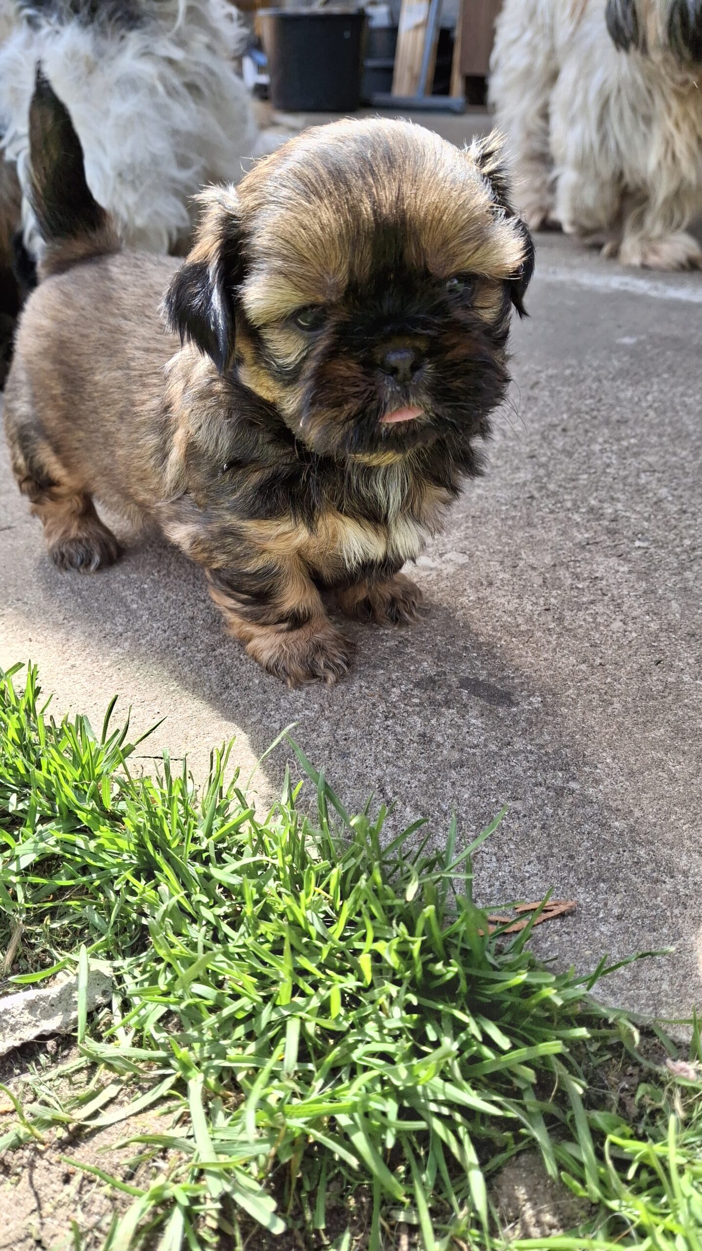 Чистокровные Щенки Ши-Тцу