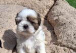Чистокровные Щенки Ши-Тцу