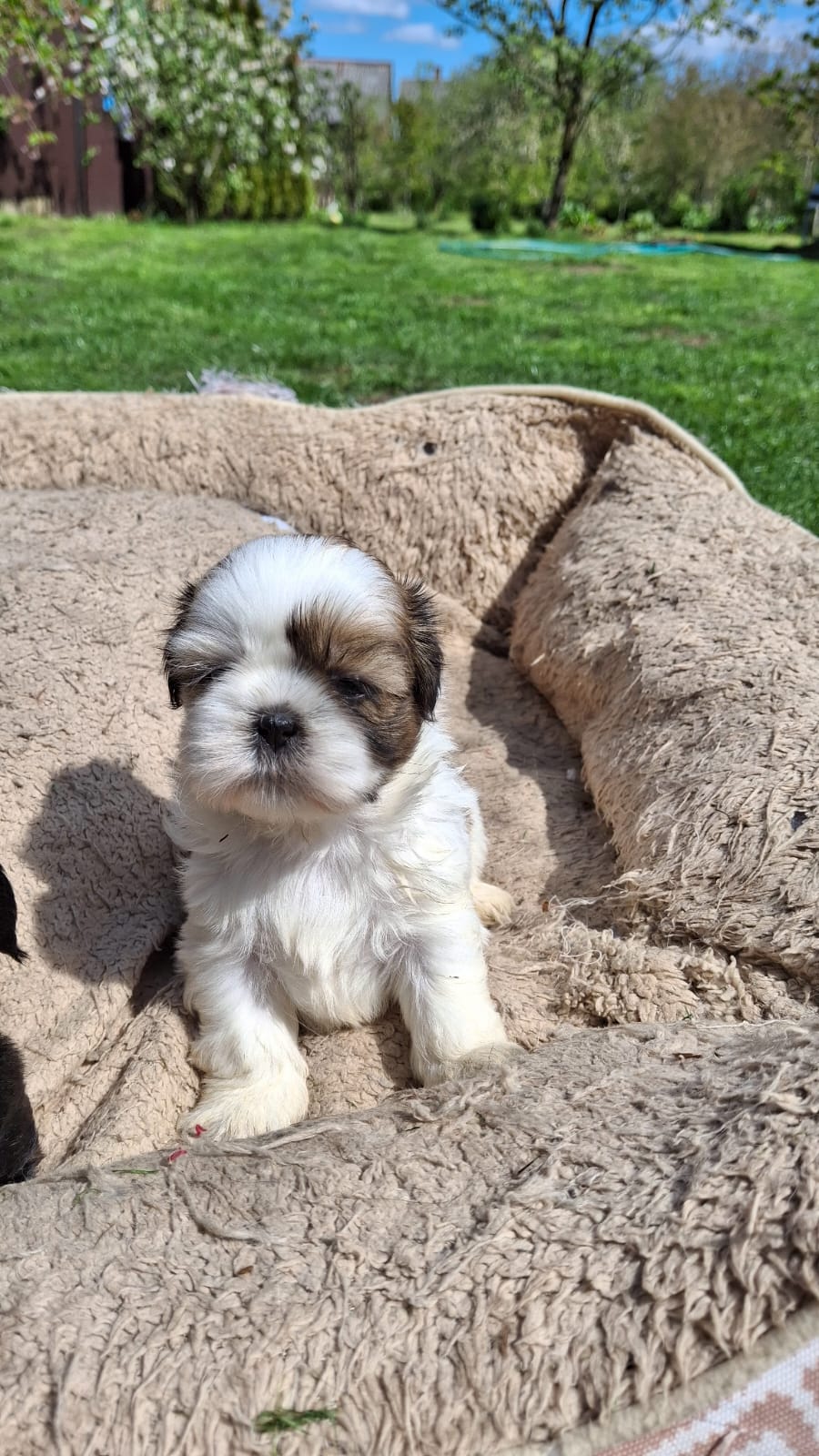 Чистокровные Щенки Ши-Тцу