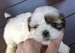 Чистокровные Щенки Ши-Тцу