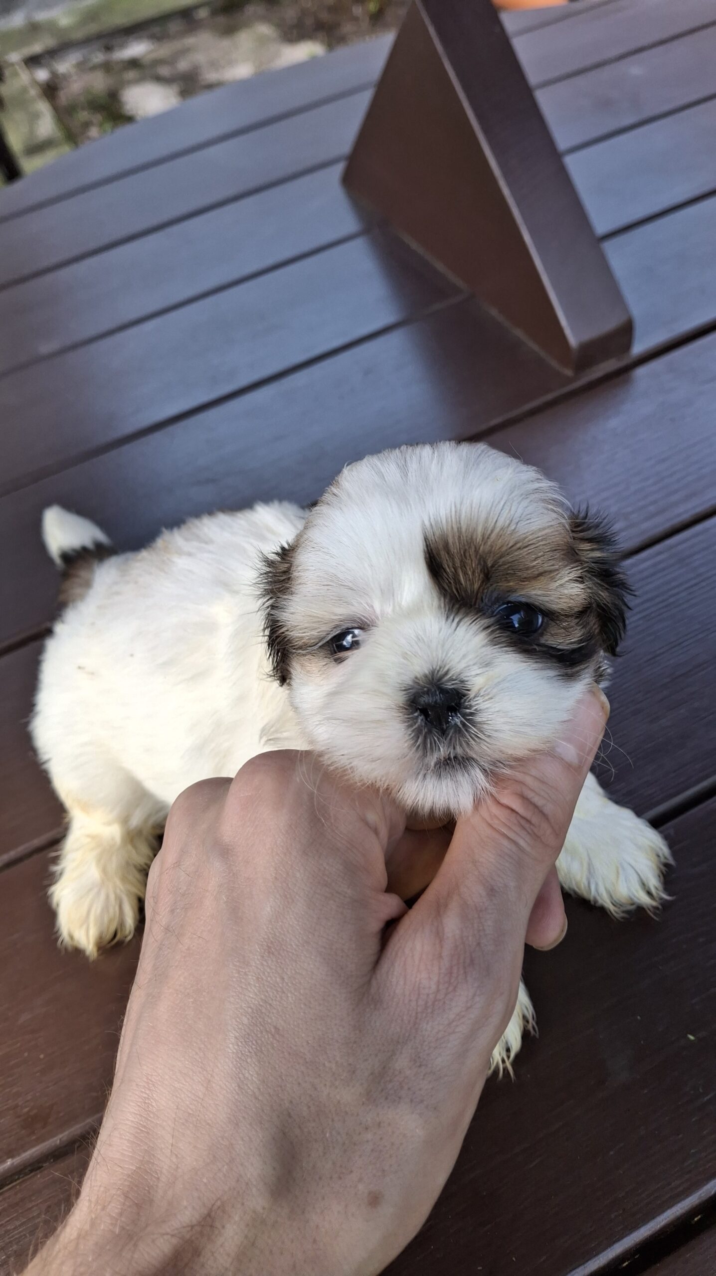 Чистокровные Щенки Ши-Тцу